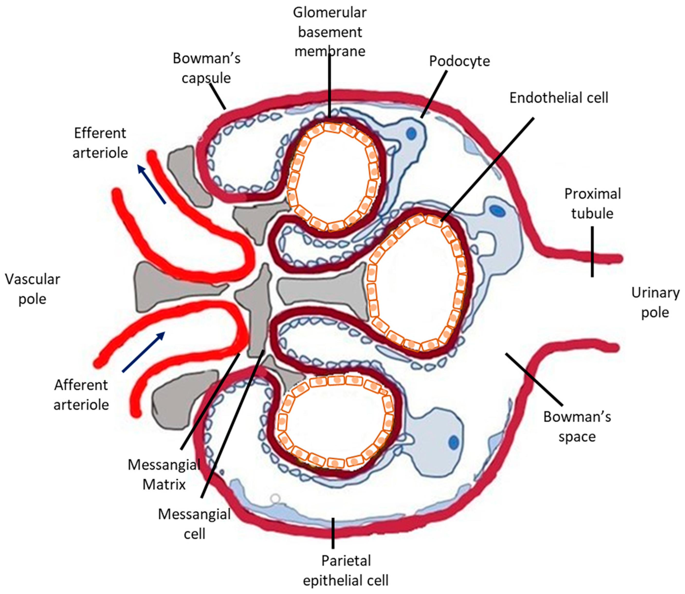 Antioxidants 10 00060 g001 Antioxidants 10 00060 g001