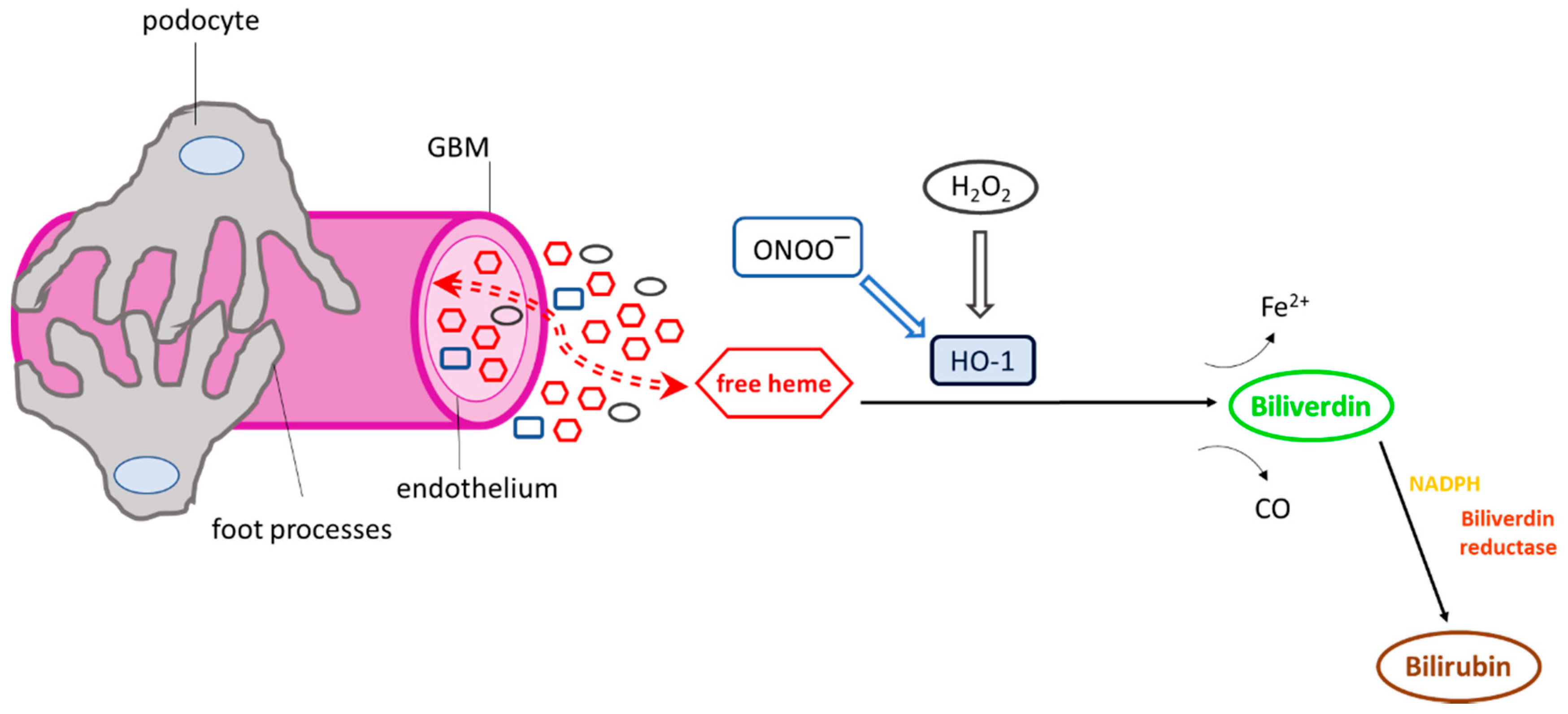 Antioxidants 10 00060 g002 Antioxidants 10 00060 g002