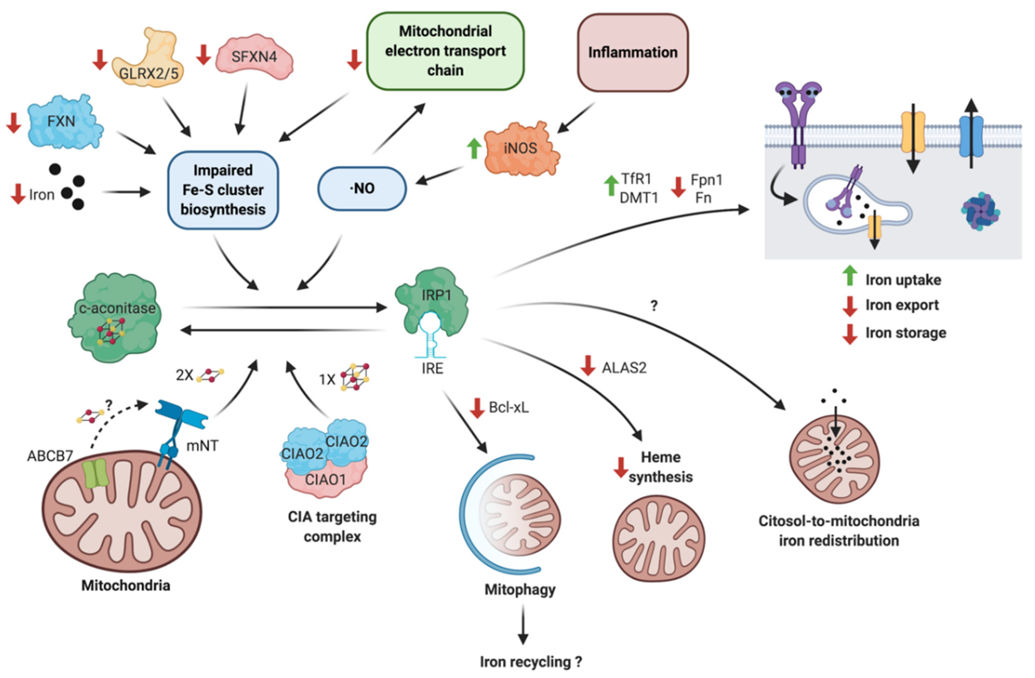 Antioxidants 10 00061 g001
