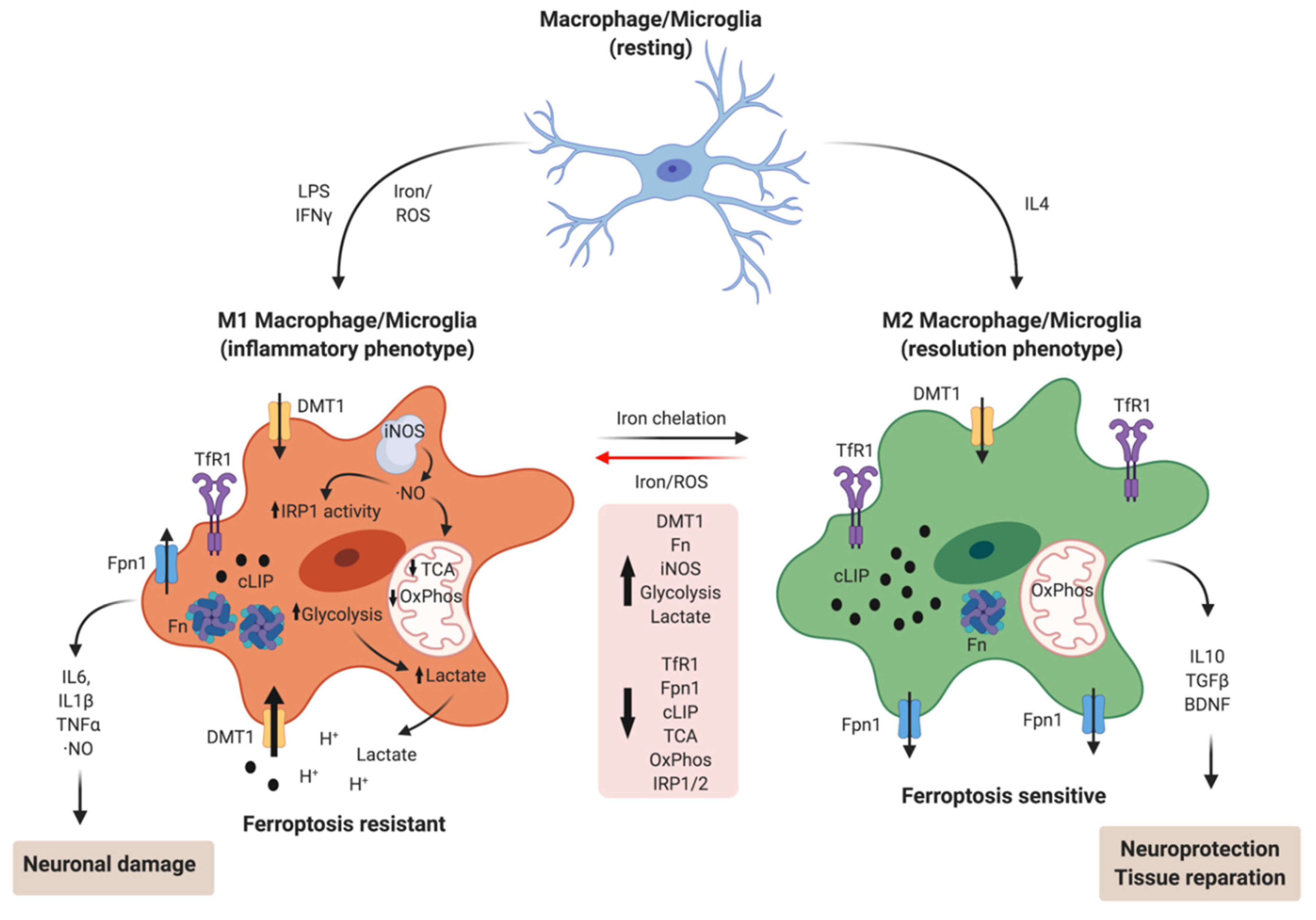 Antioxidants 10 00061 g002