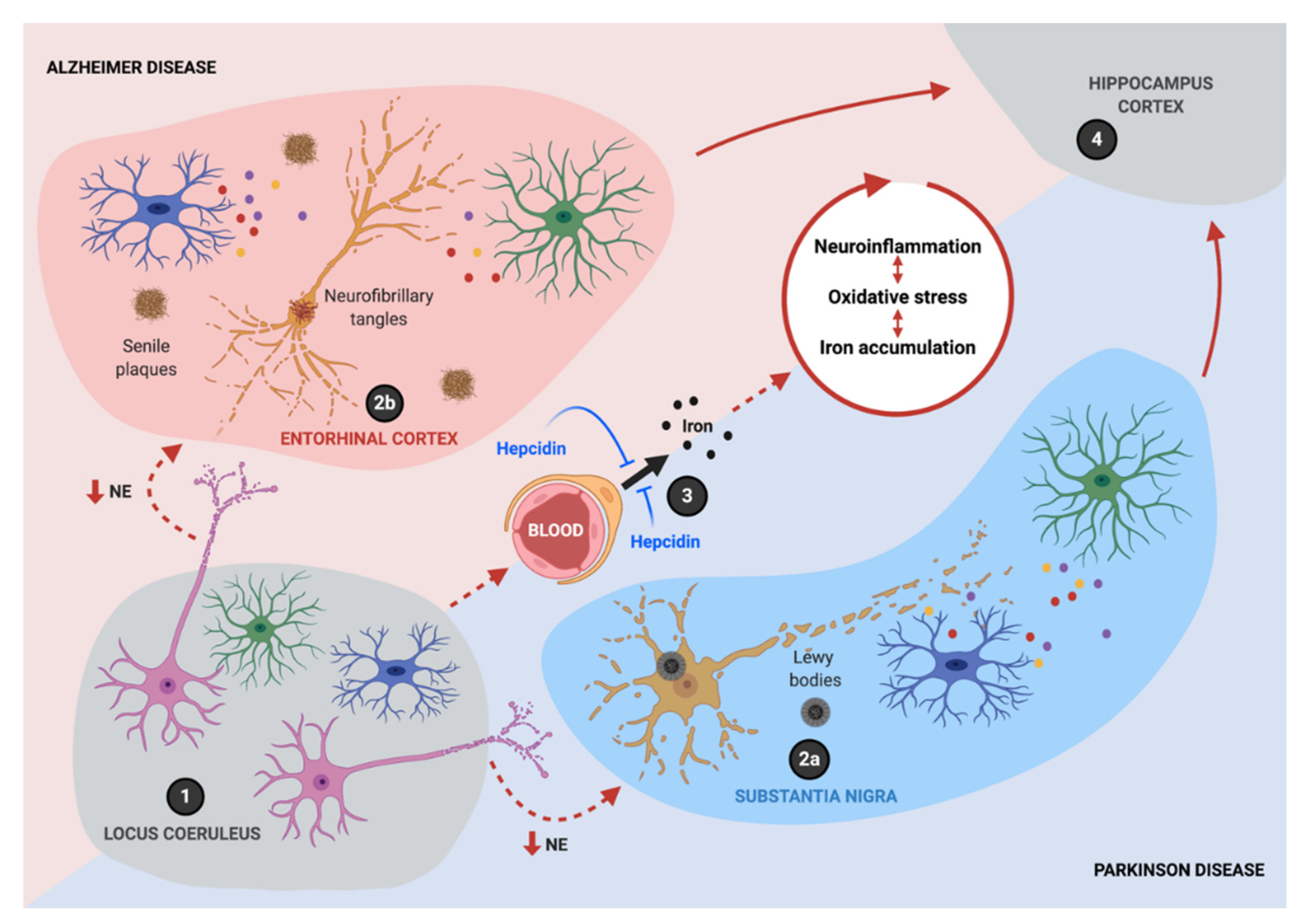 Antioxidants 10 00061 g004