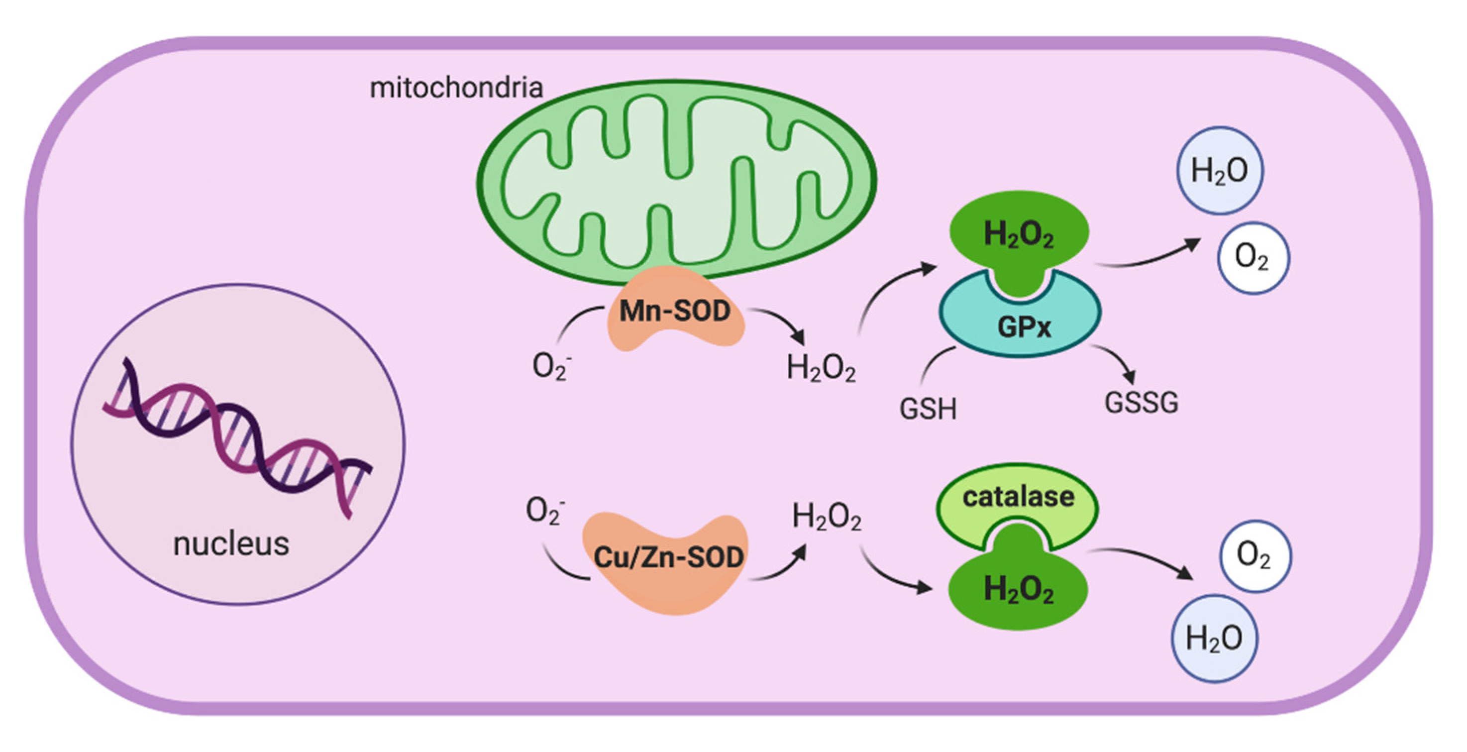 Antioxidants 10 00064 g001