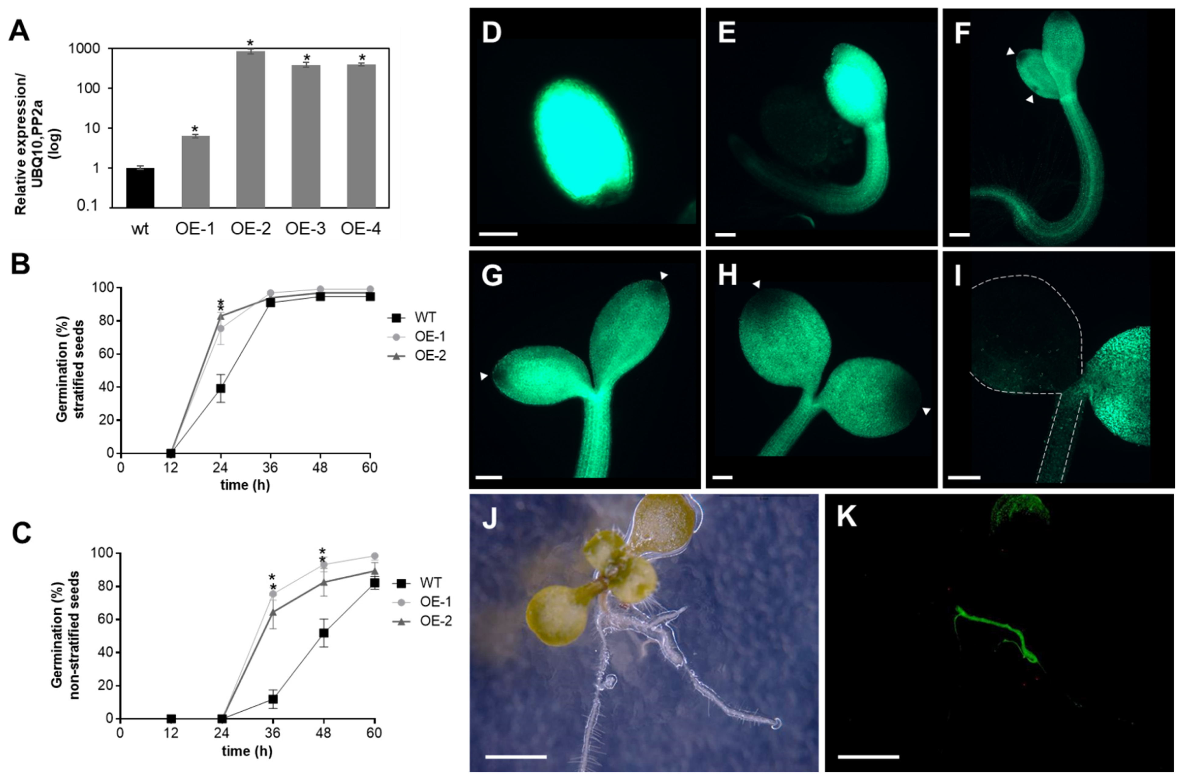 Antioxidants 10 00065 g004
