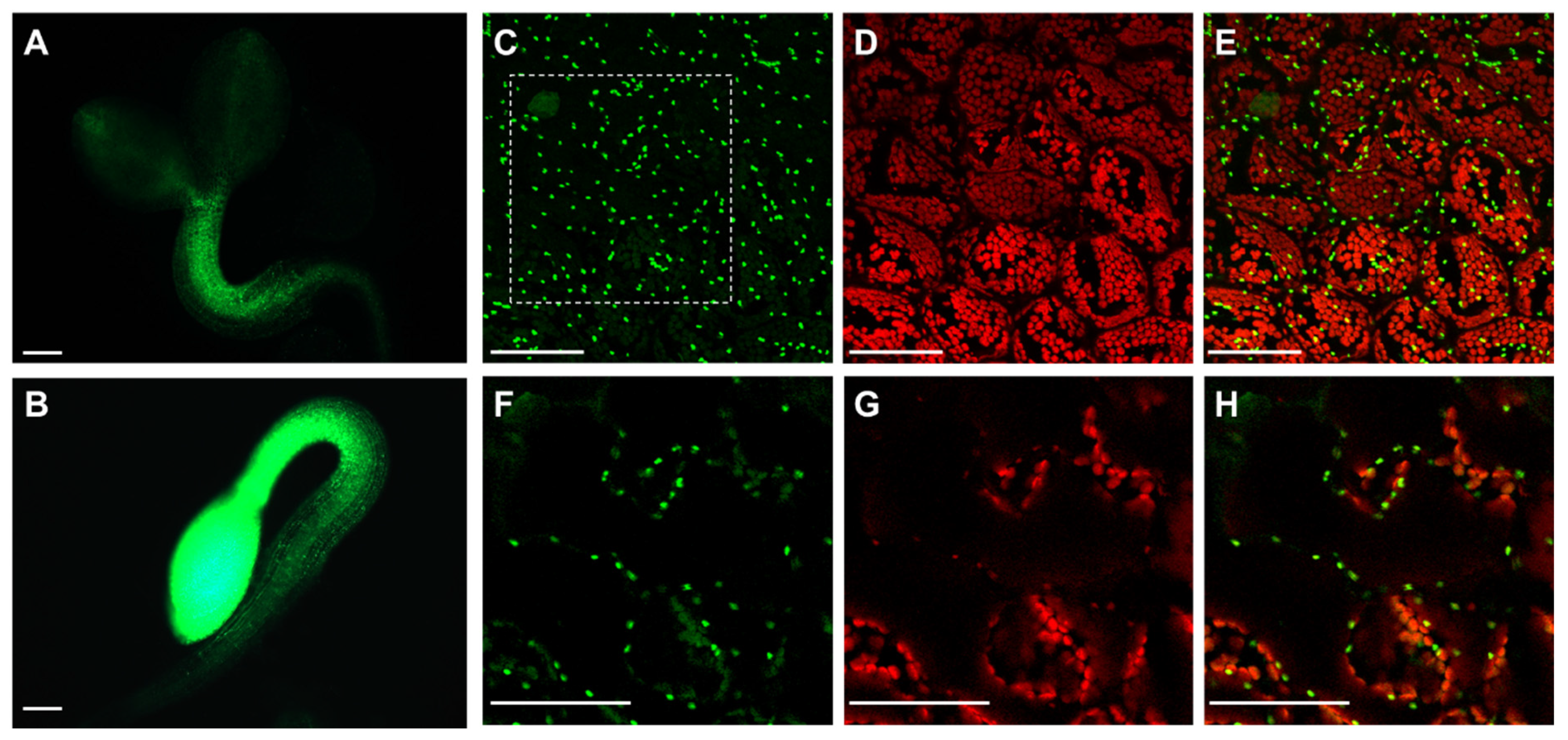 Antioxidants 10 00065 g005