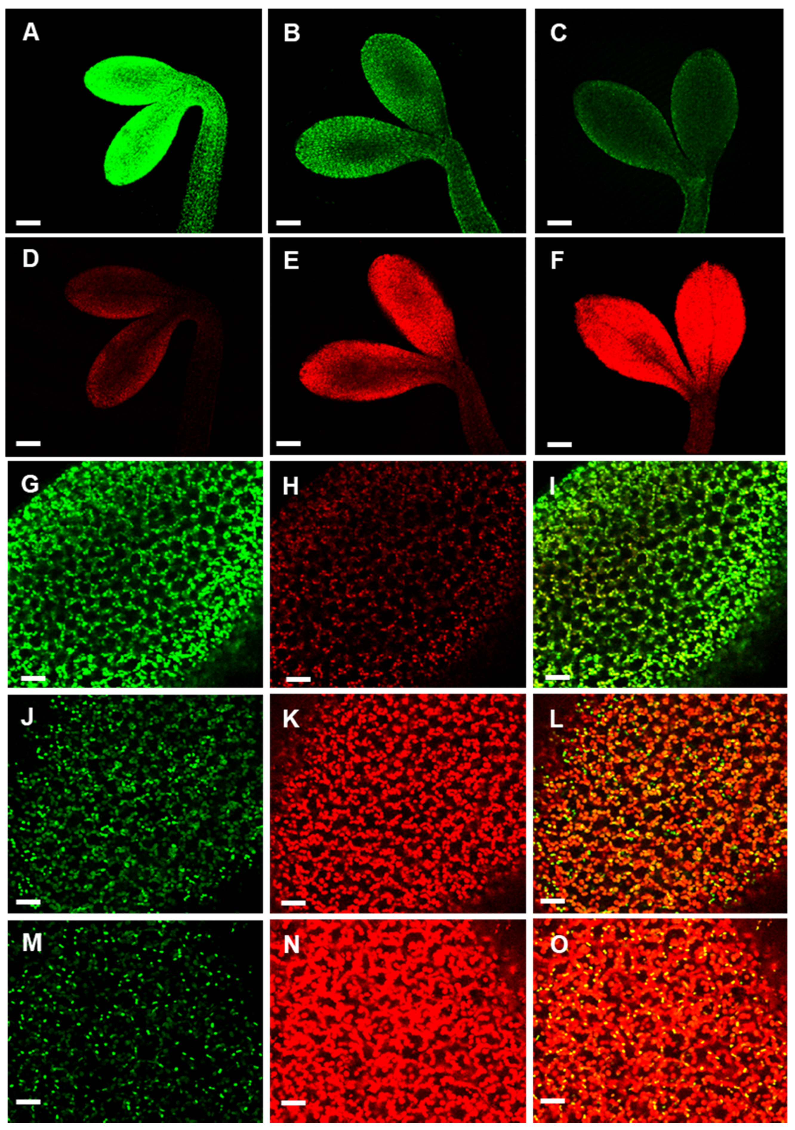 Antioxidants 10 00065 g006