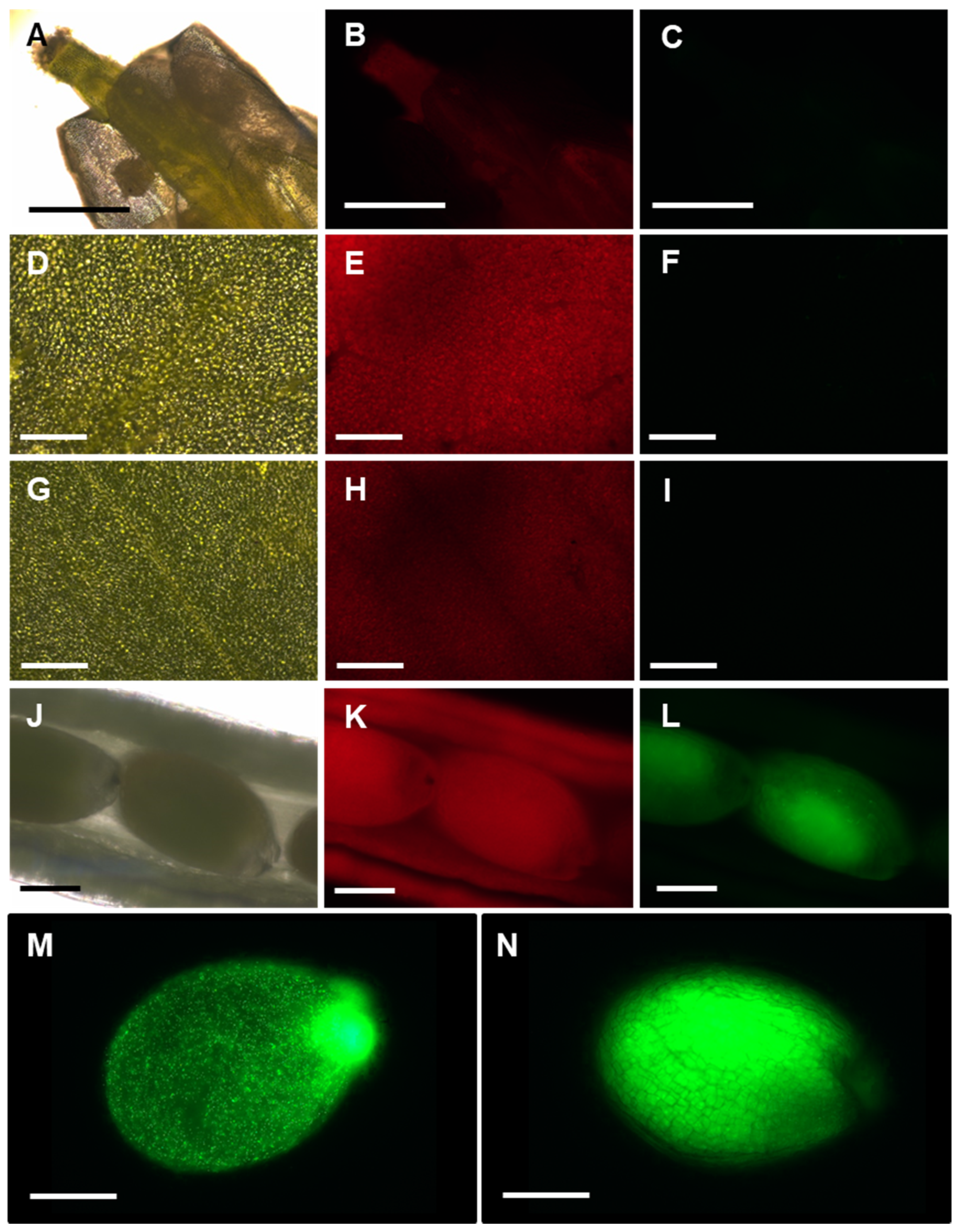 Antioxidants 10 00065 g007