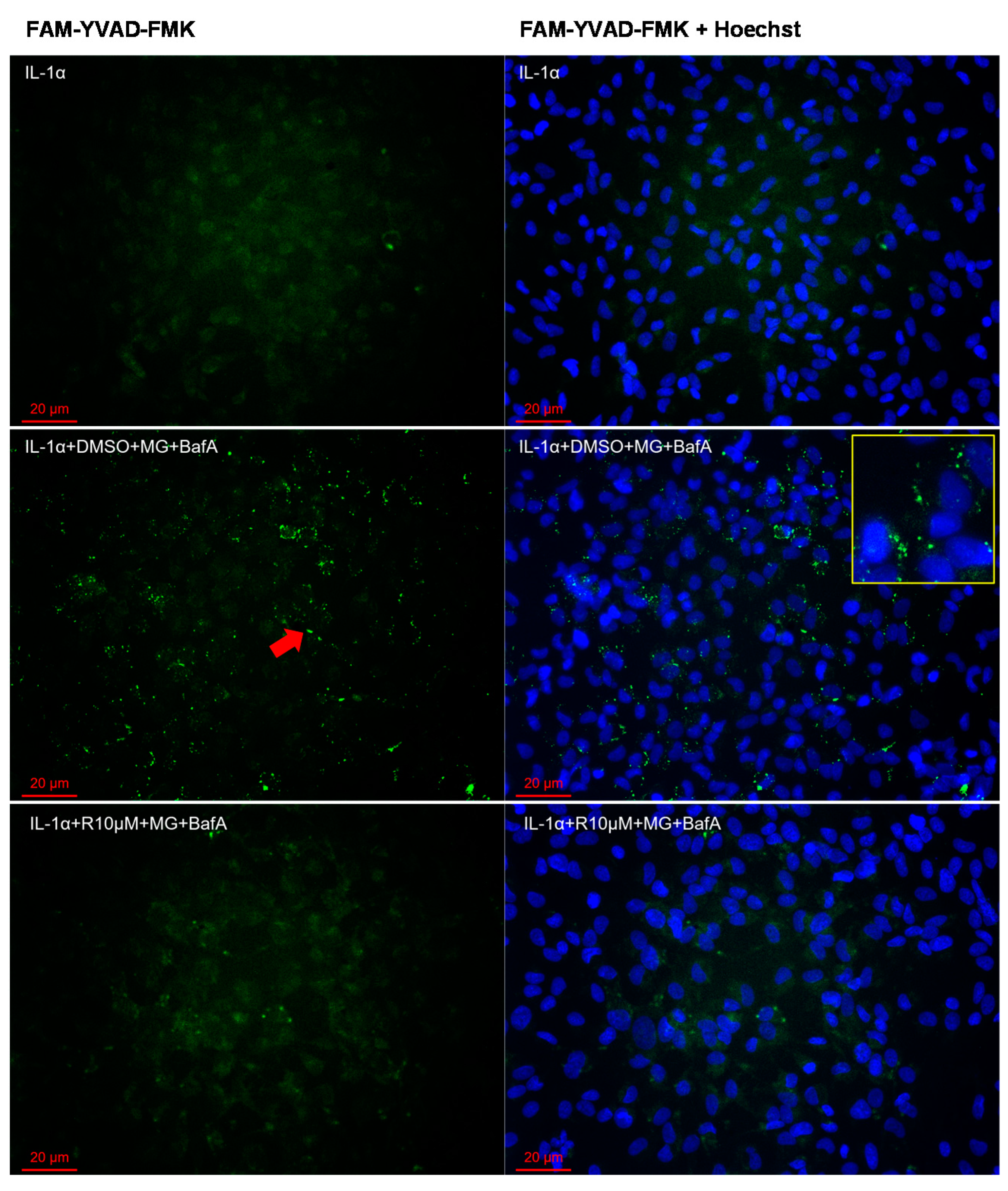 Antioxidants 10 00067 g005