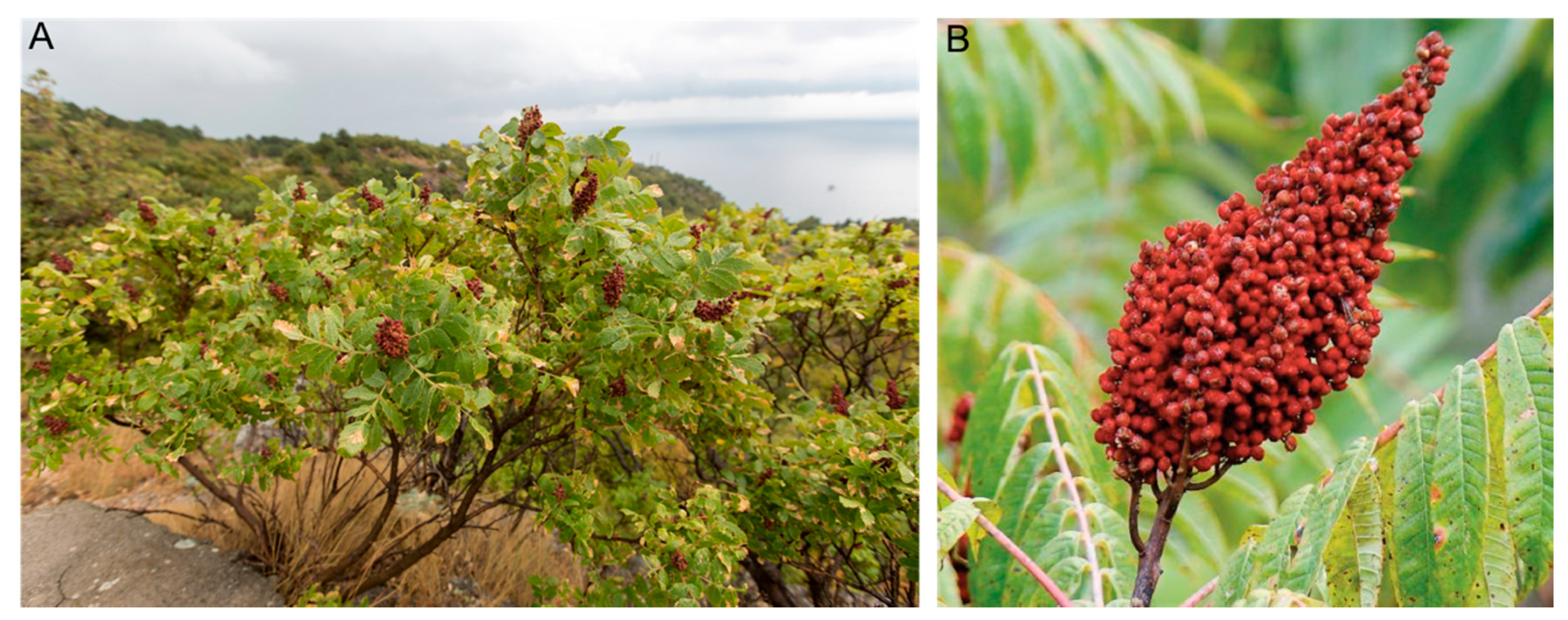 Antioxidants 10 00073 g001