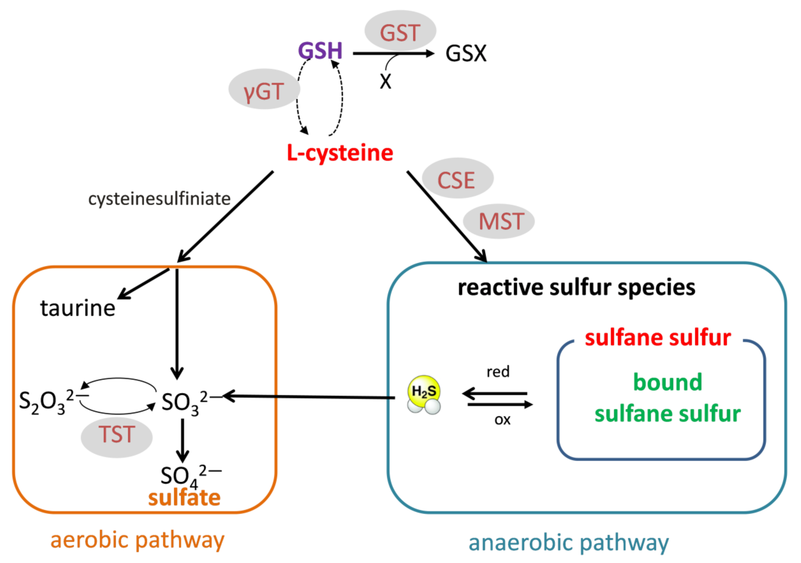 Antioxidants 10 00074 g001 Antioxidants 10 00074 g001