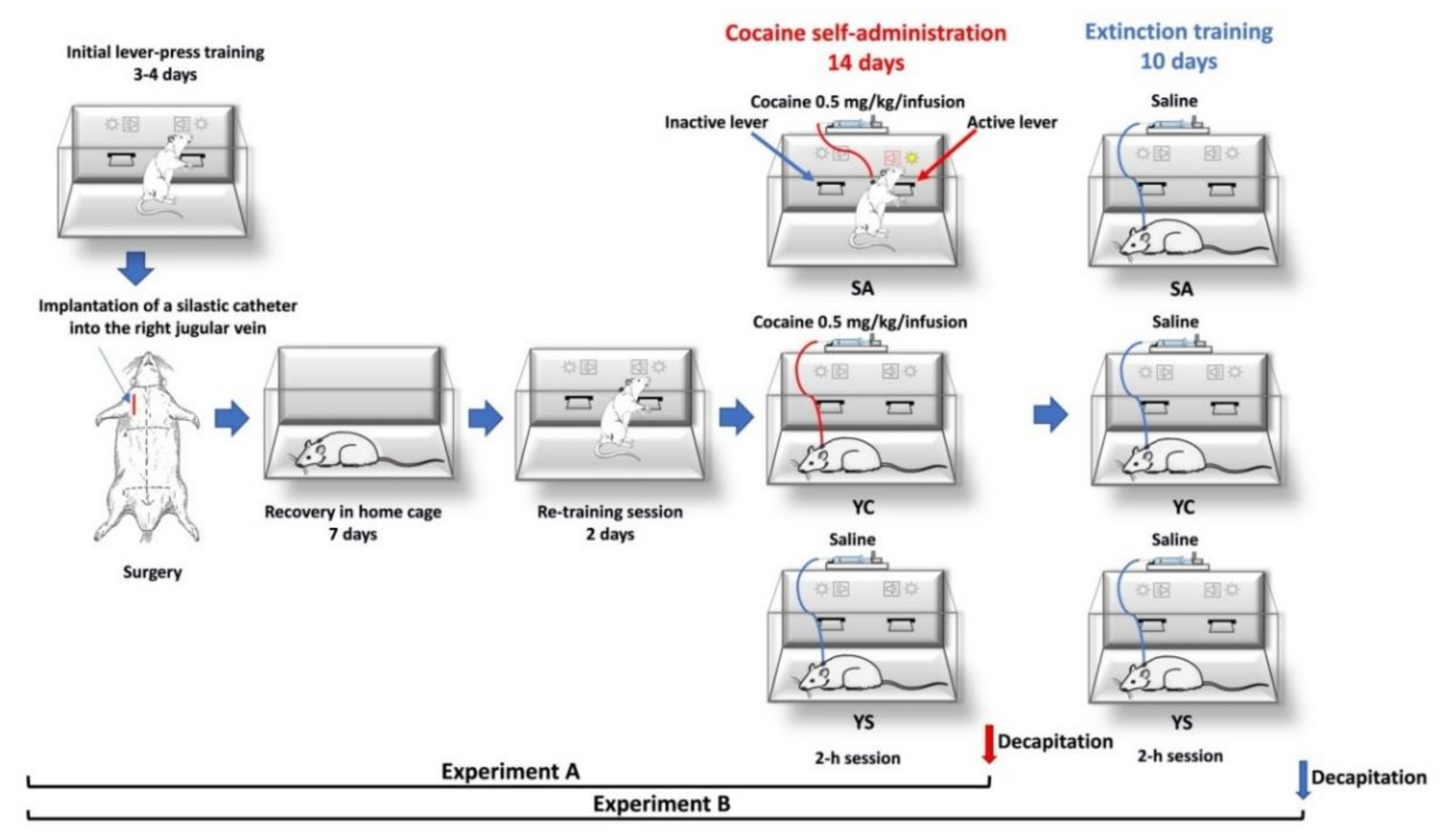 Antioxidants 10 00074 g002 Antioxidants 10 00074 g002