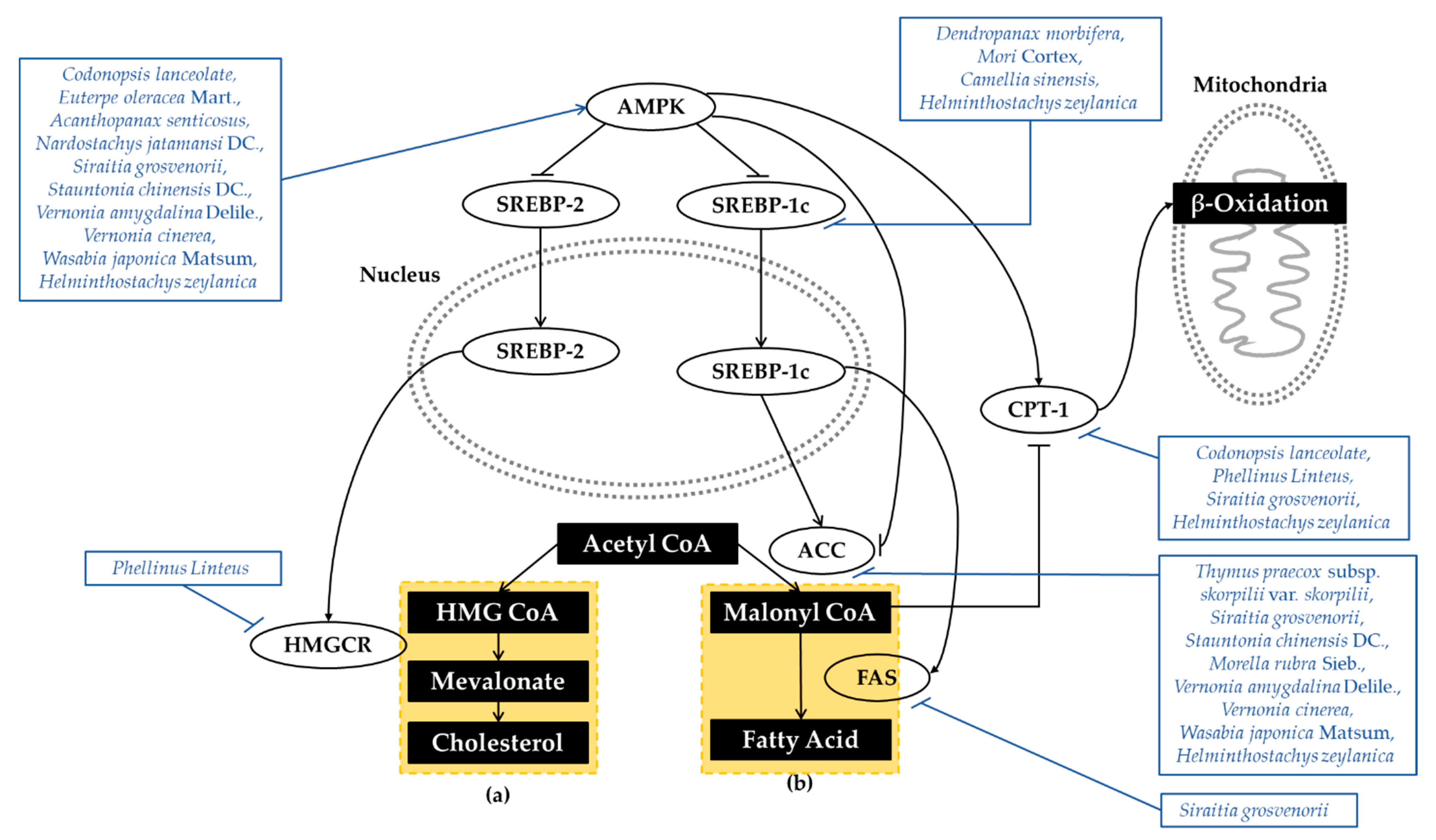 Antioxidants 10 00081 g003