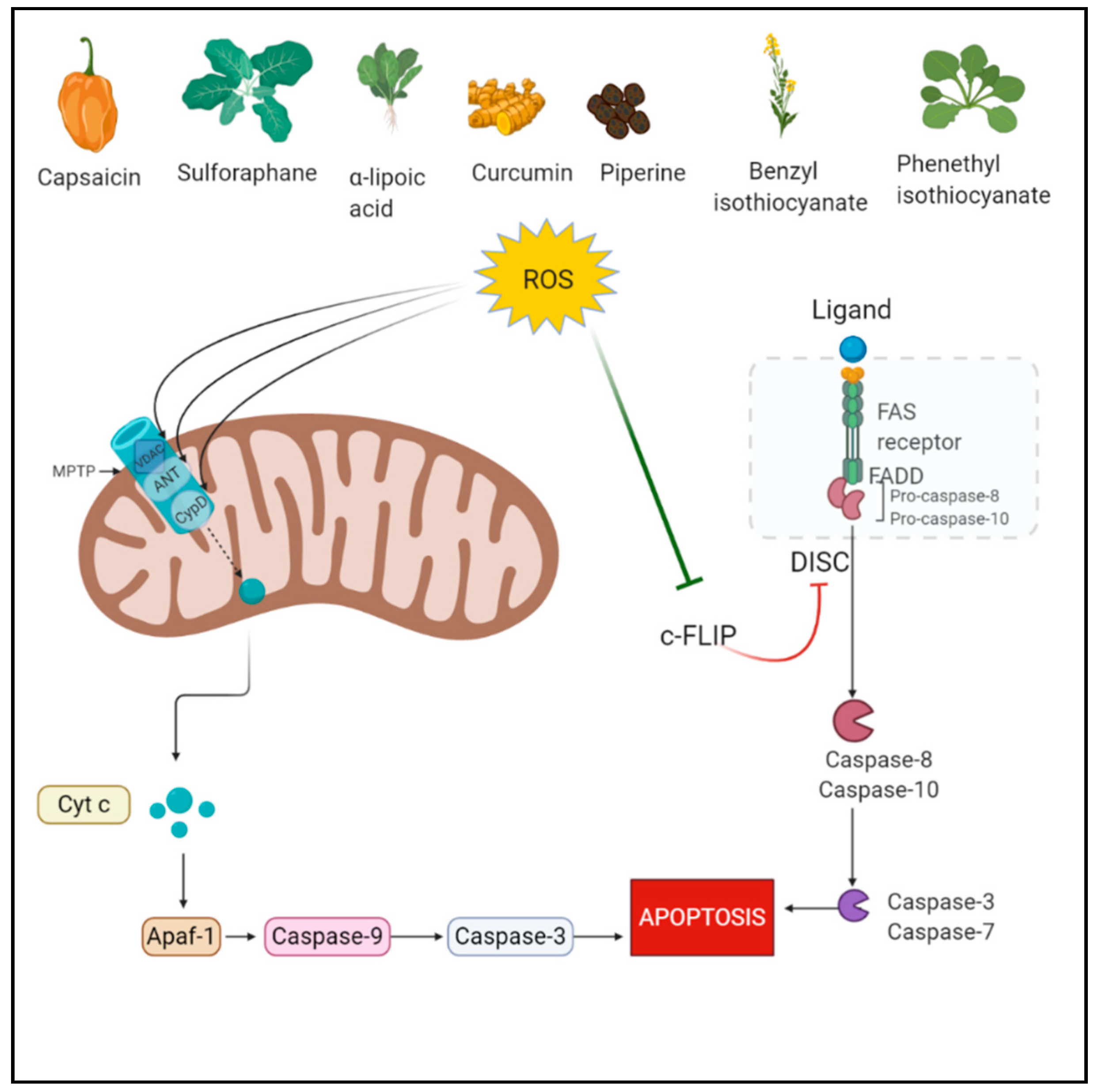 Antioxidants 10 00083 g001