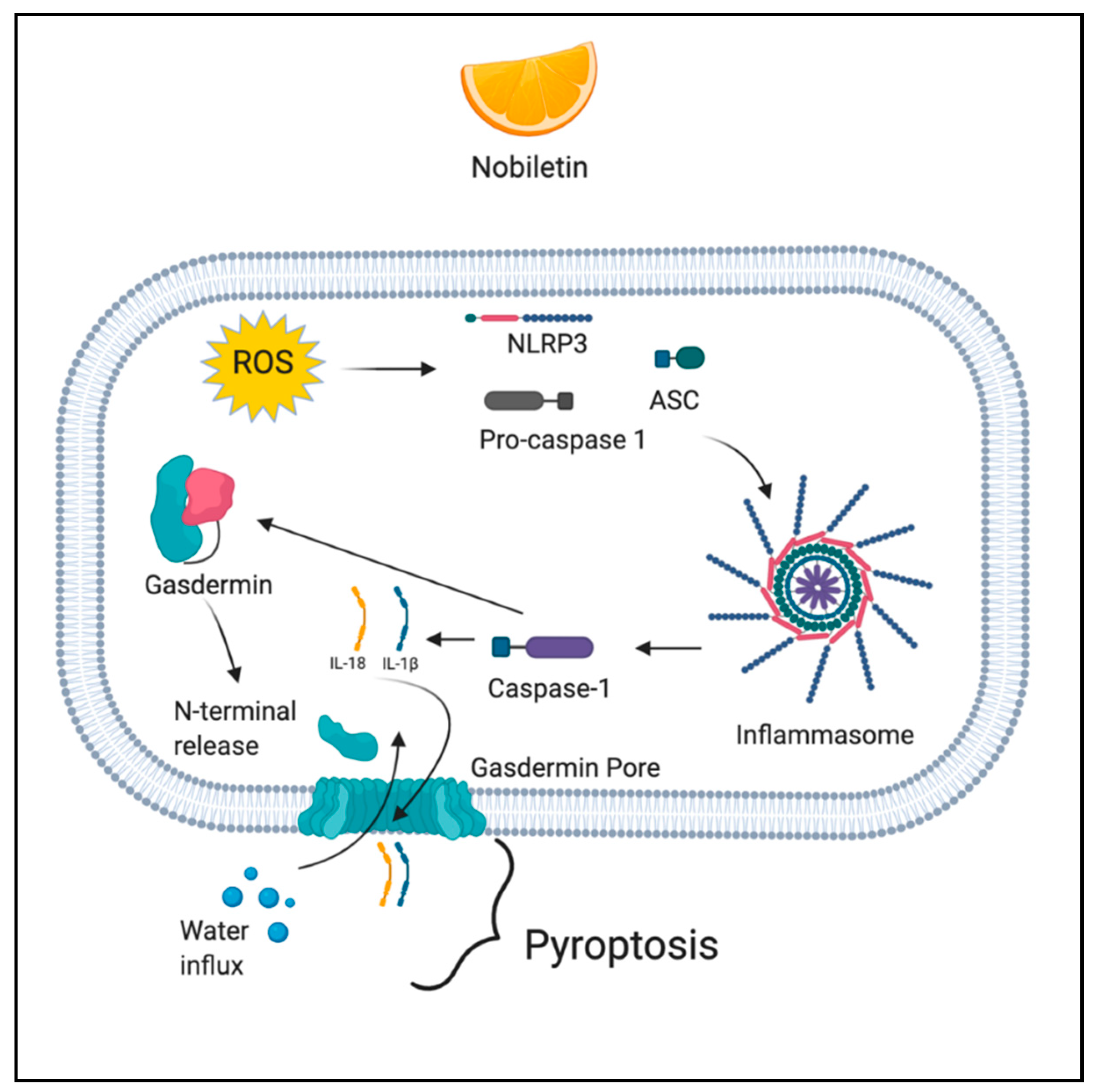 Antioxidants 10 00083 g004