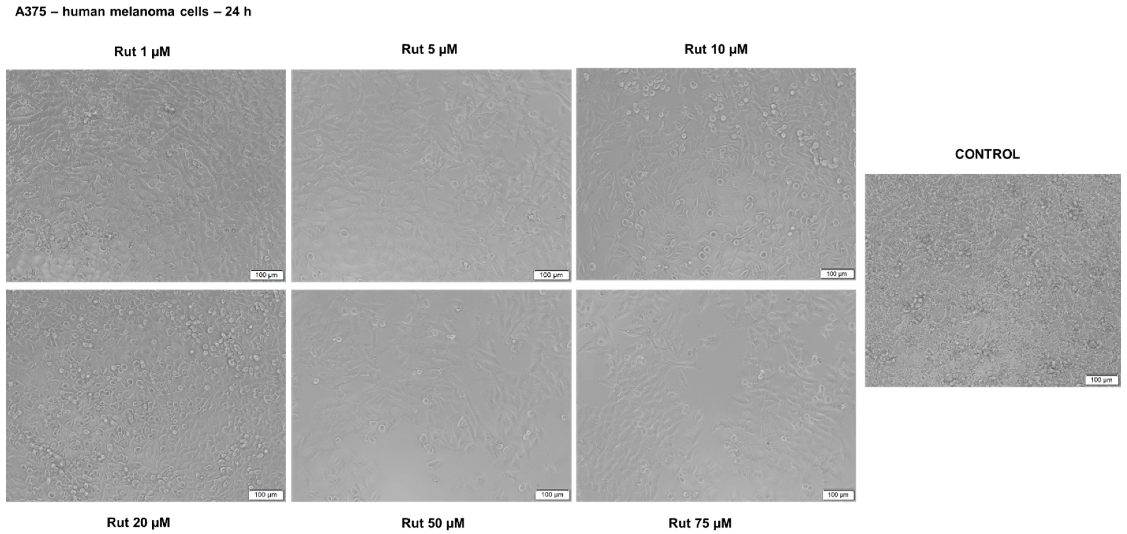 Antioxidants 10 00085 g012