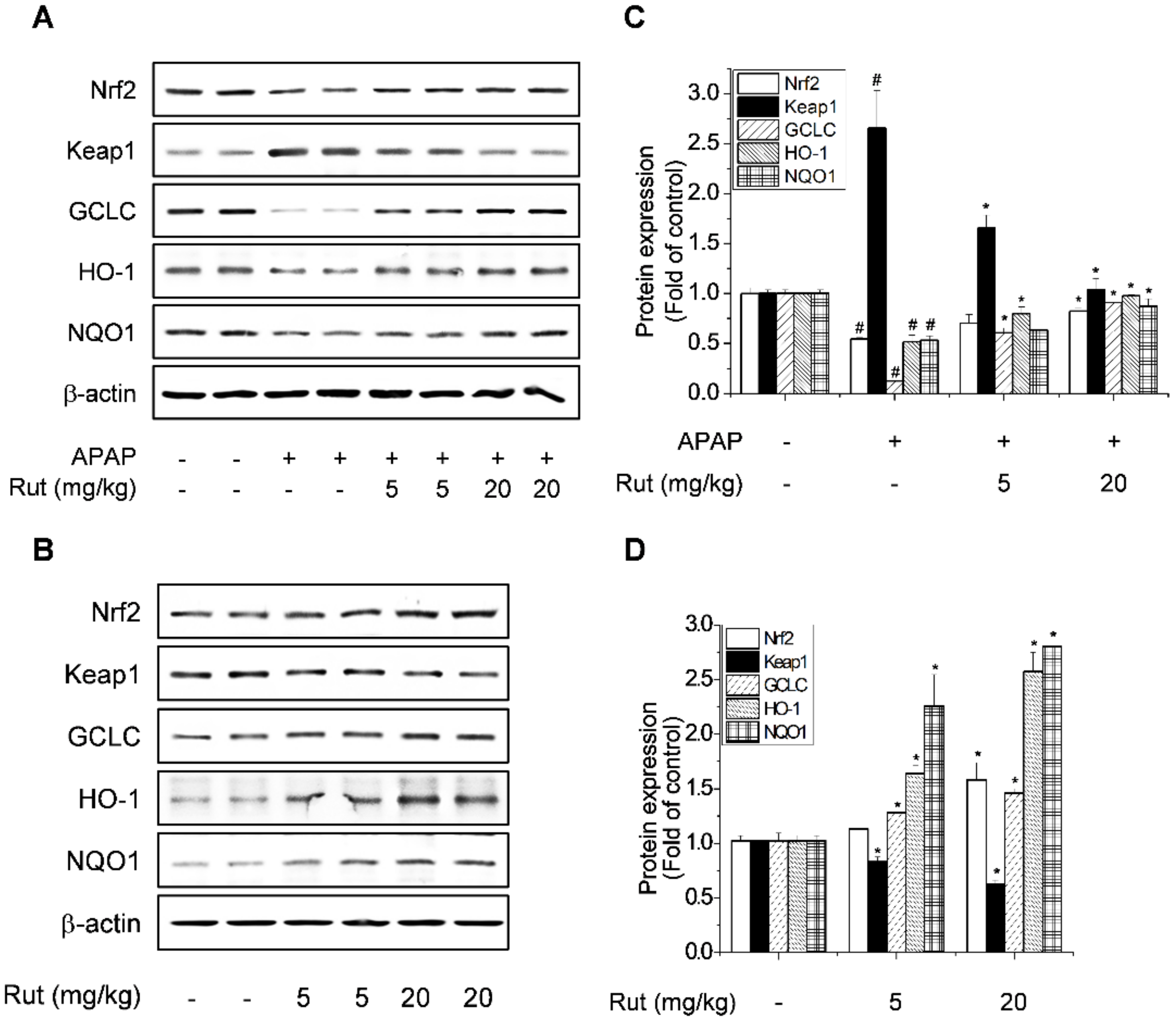 Antioxidants 10 00086 g005