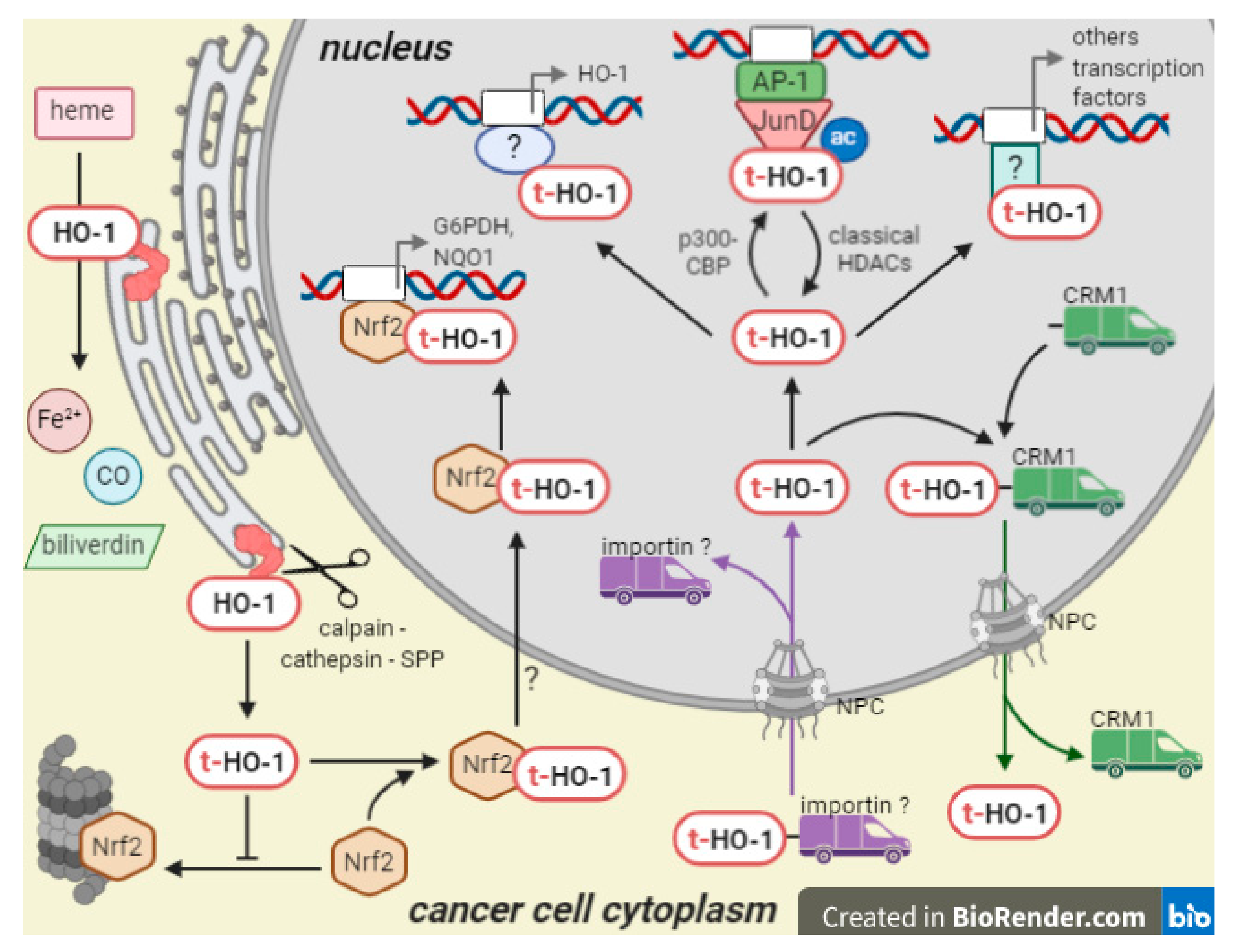 Antioxidants 10 00087 g003