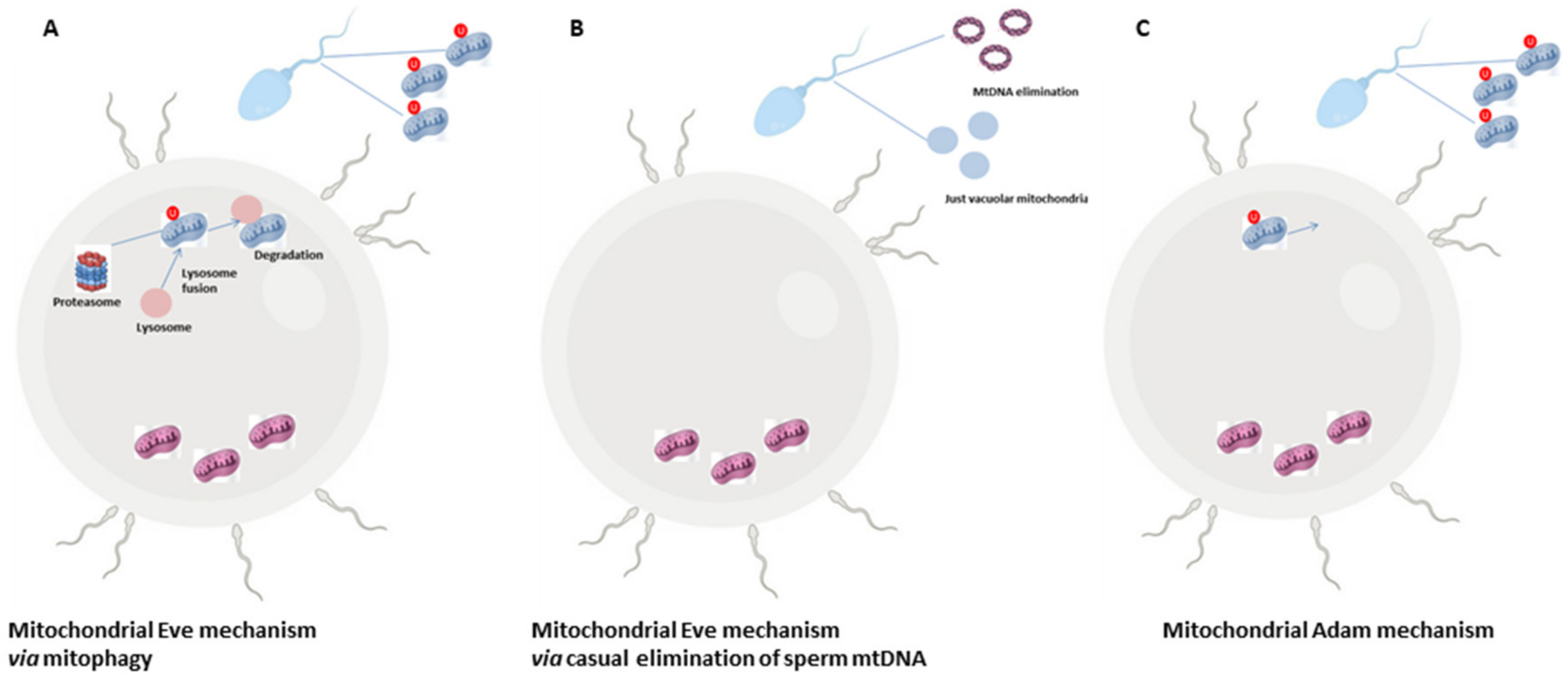 Antioxidants 10 00092 g001