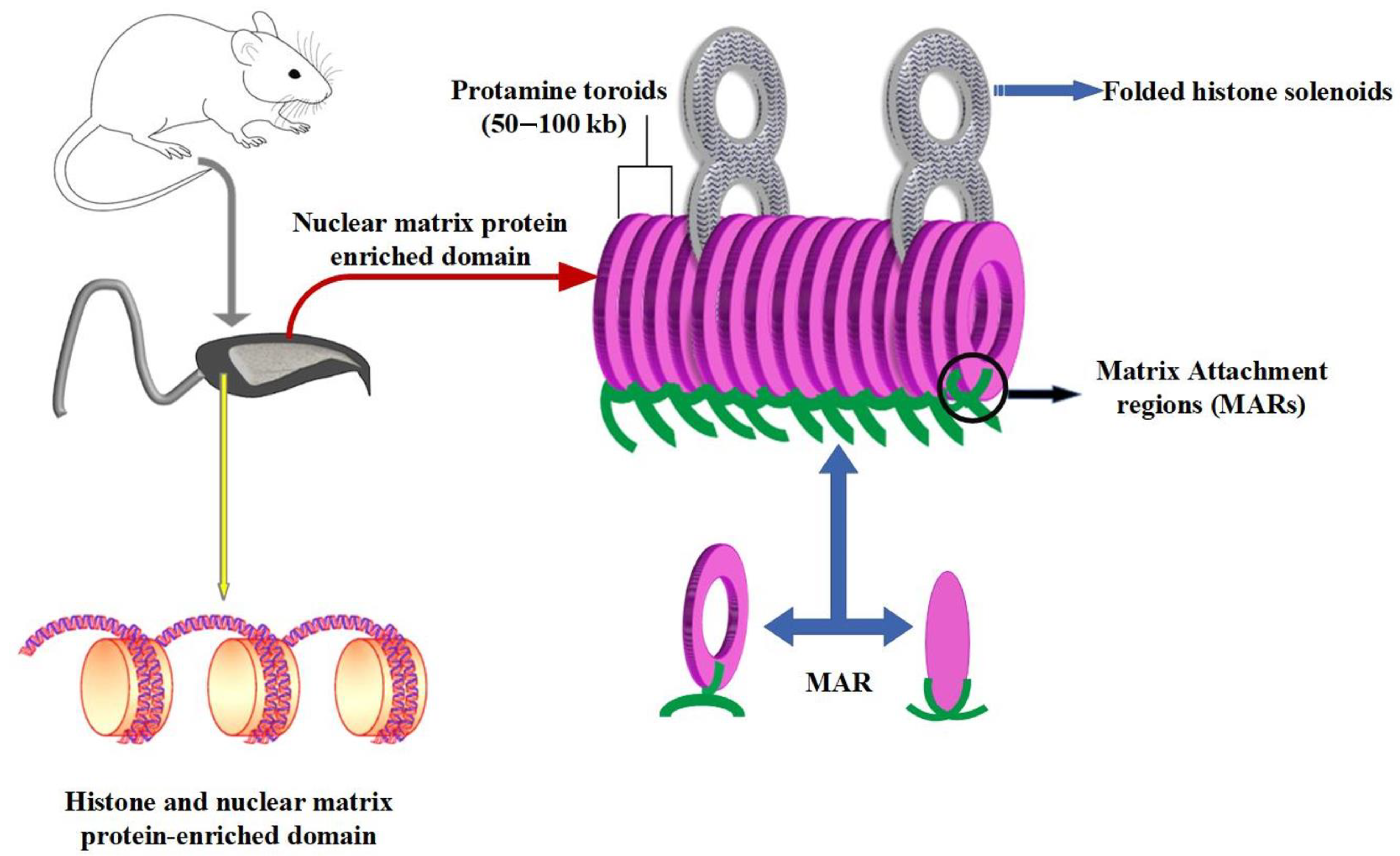 Antioxidants 10 00097 g003