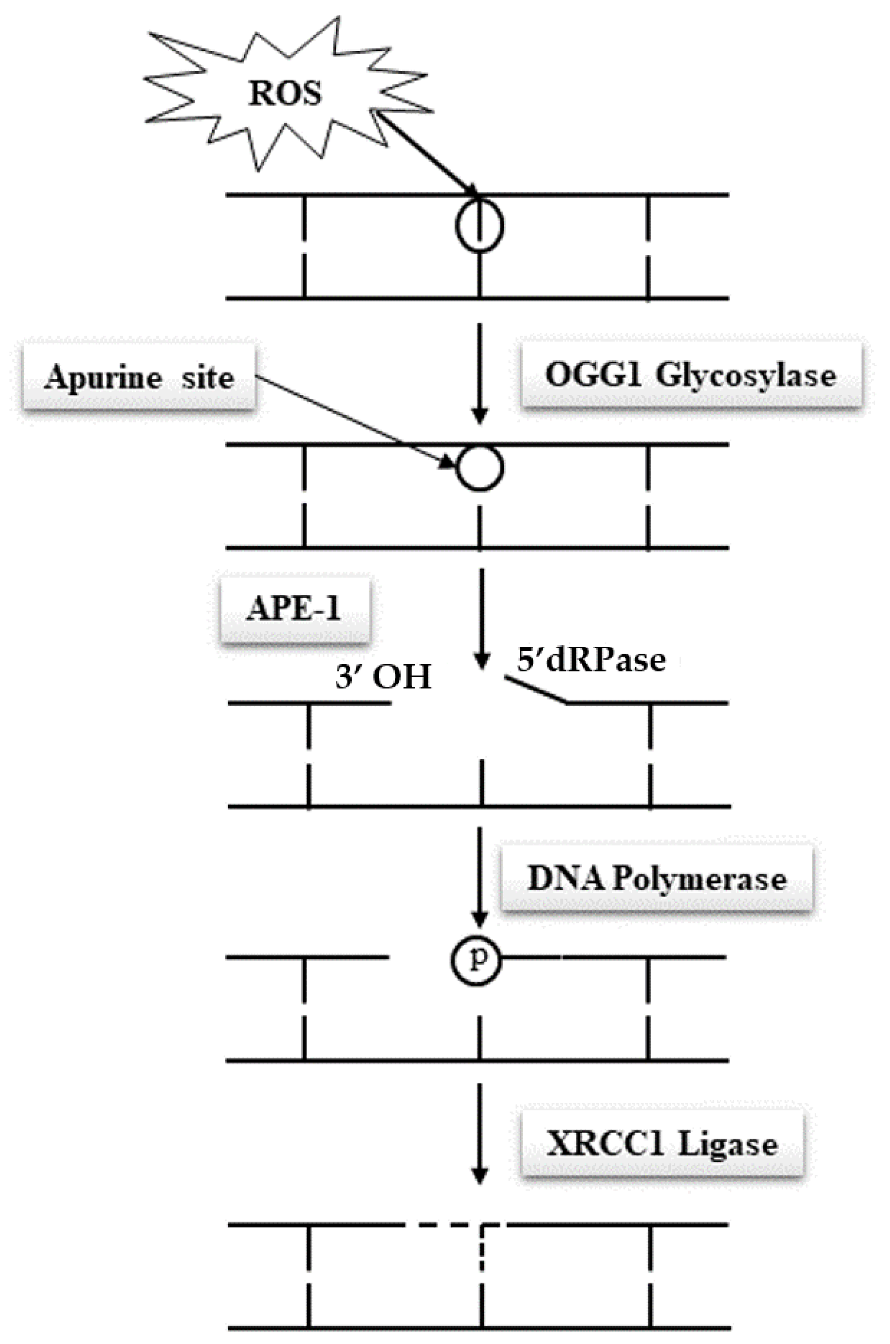Antioxidants 10 00097 g004
