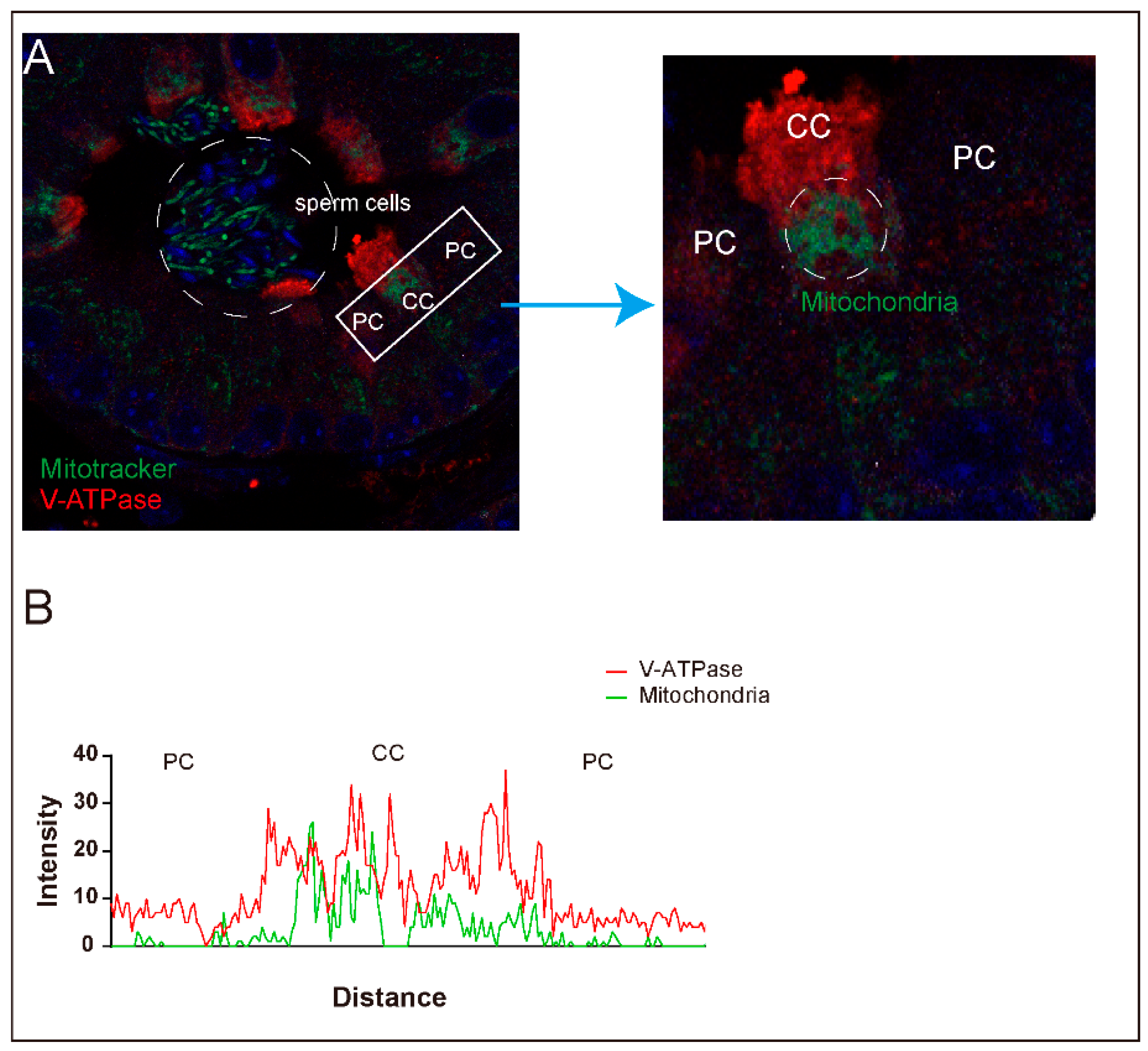 Antioxidants 10 00098 g003