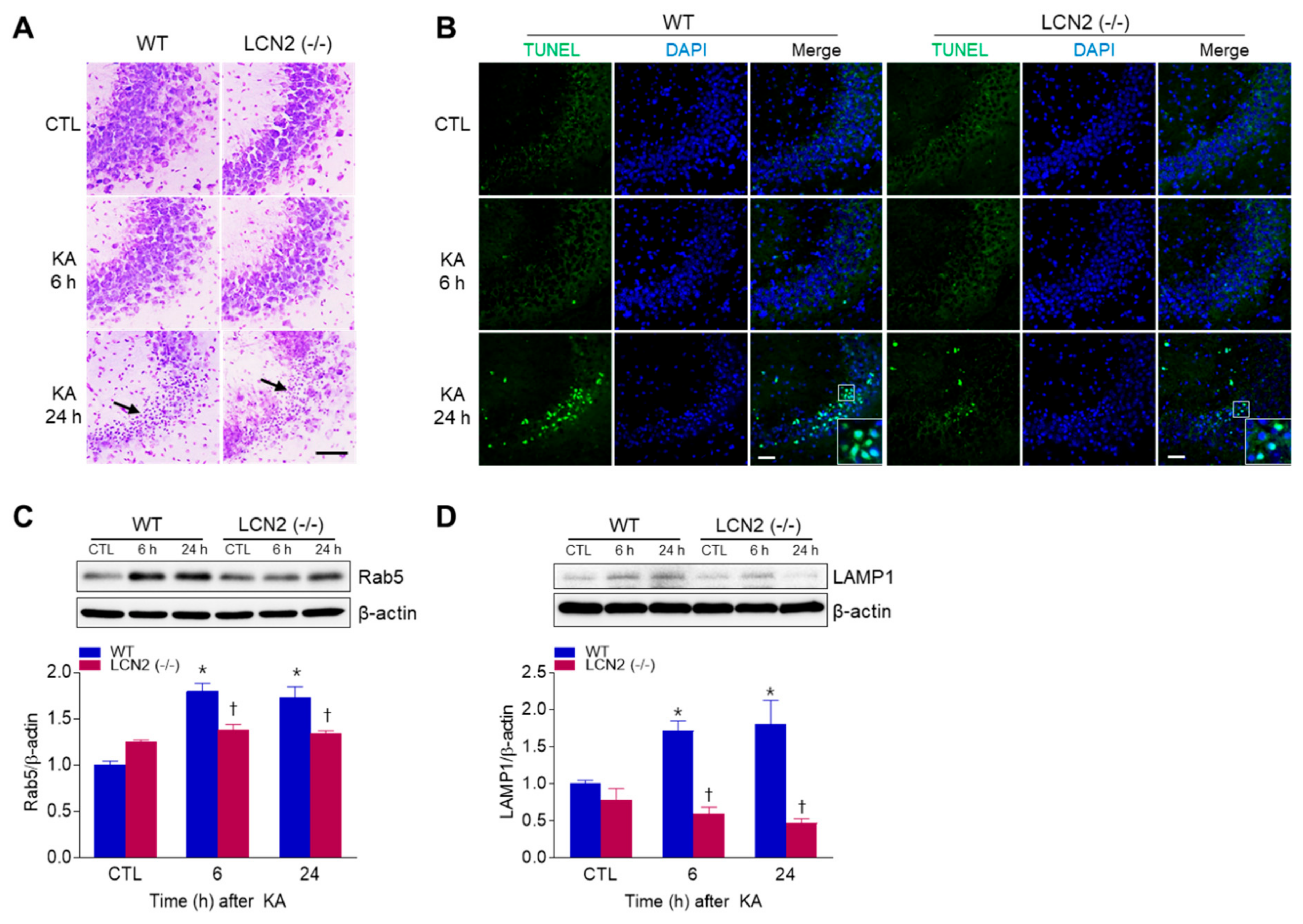Antioxidants 10 00100 g001