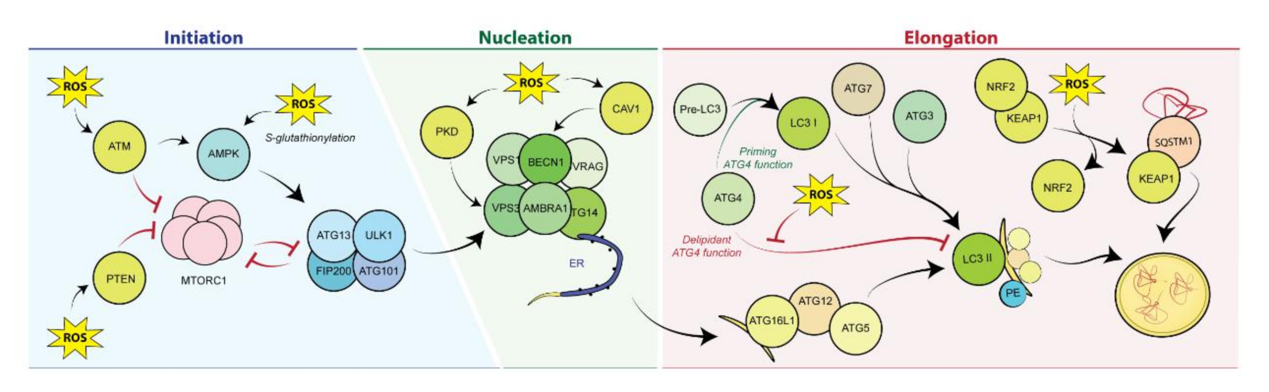 Antioxidants 10 00102 g003 Antioxidants 10 00102 g003