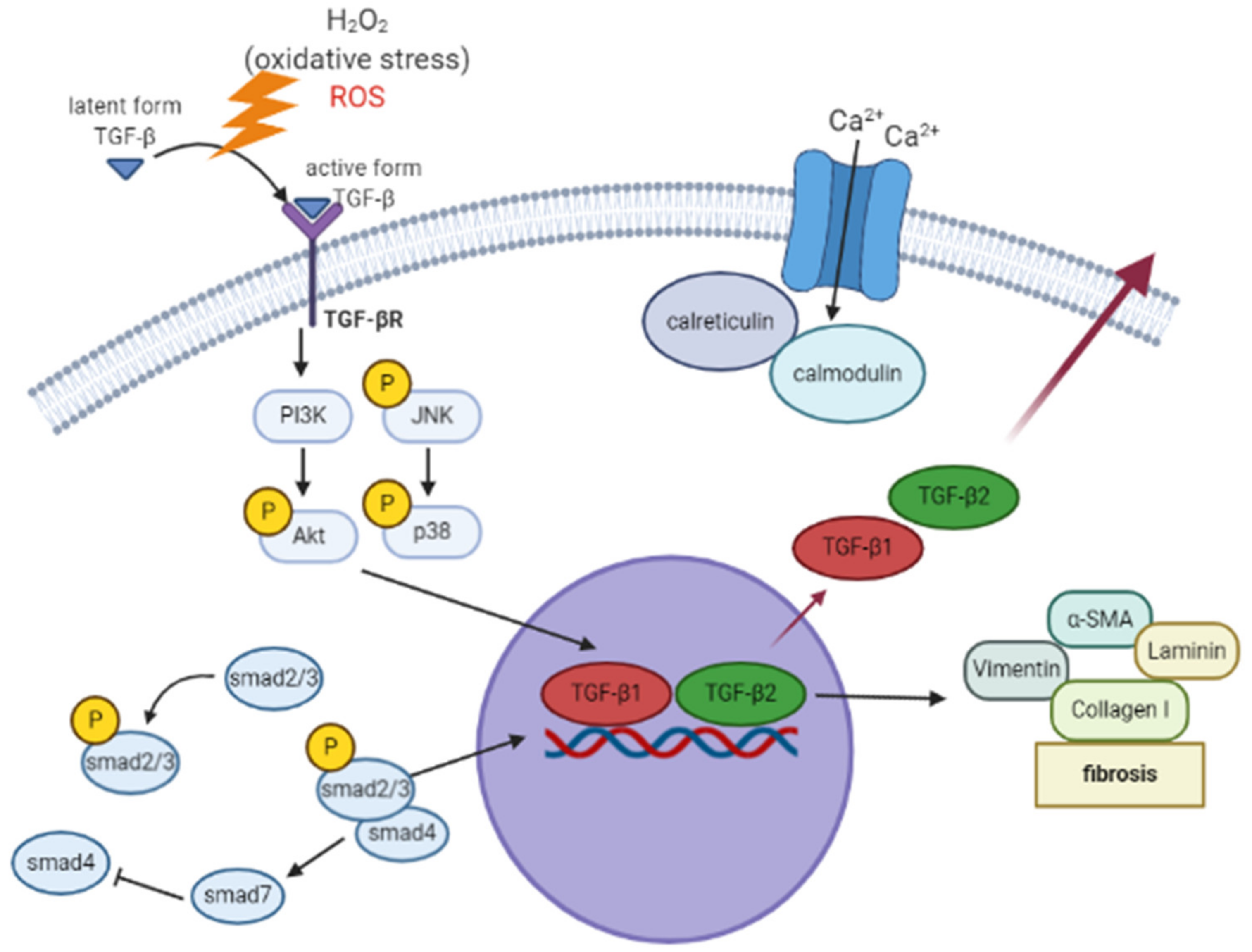 Antioxidants 10 00107 g011