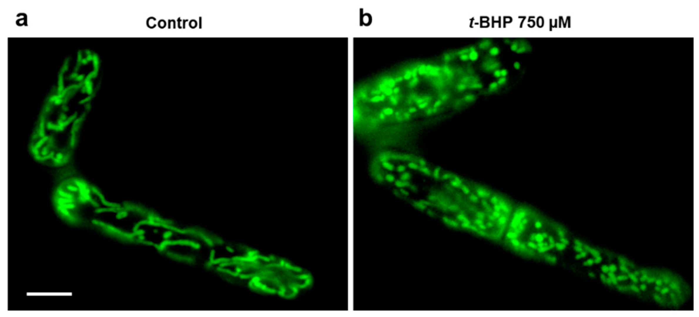 Antioxidants 10 00120 g001