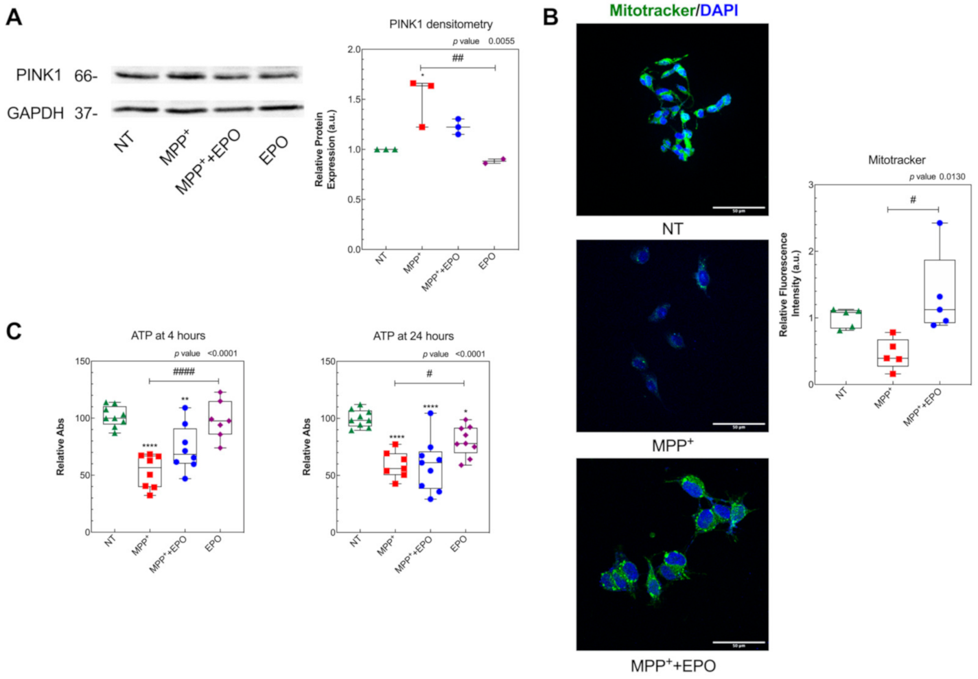 Antioxidants 10 00121 g004