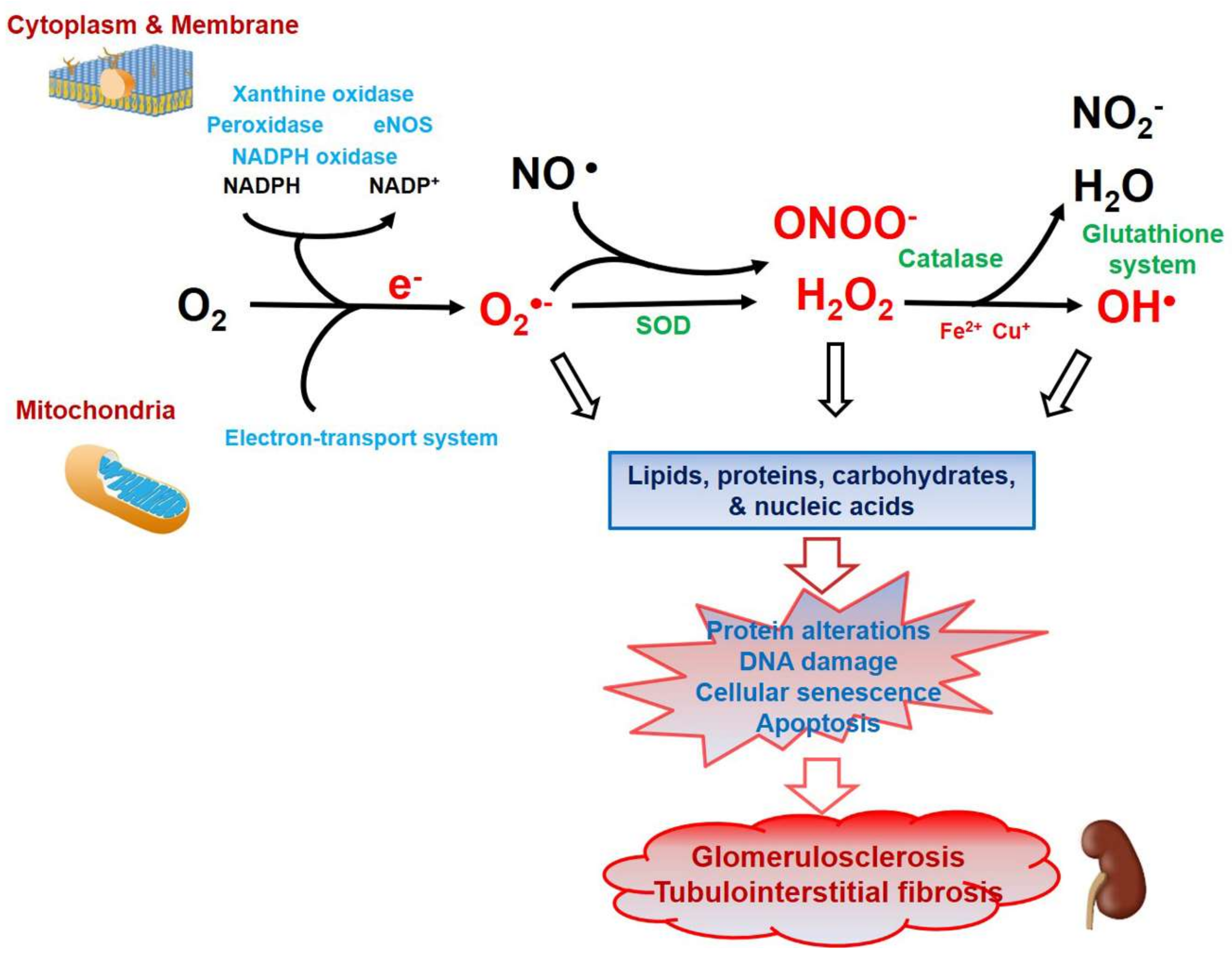 Antioxidants 10 00130 g001