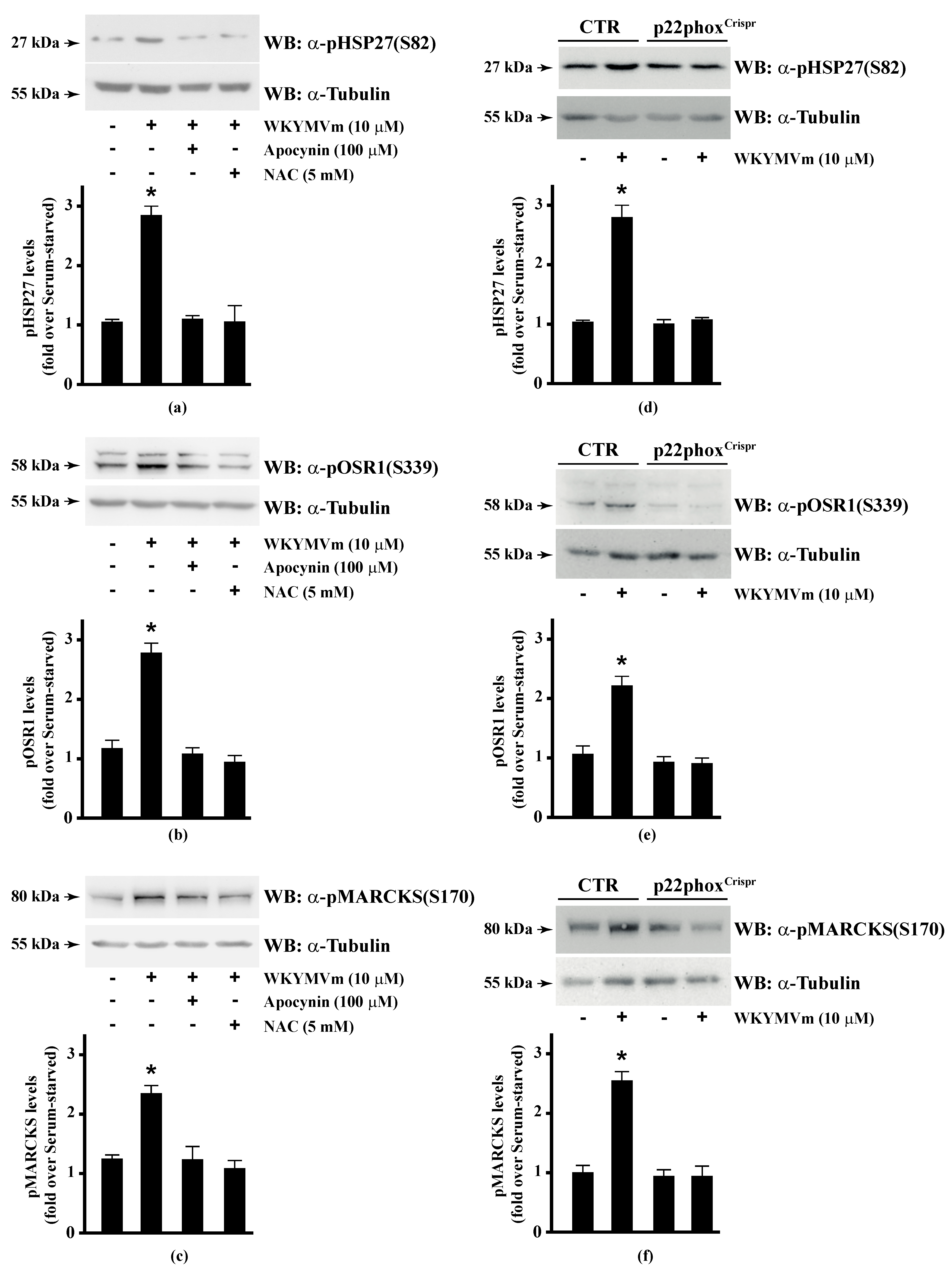 Antioxidants 10 00134 g001