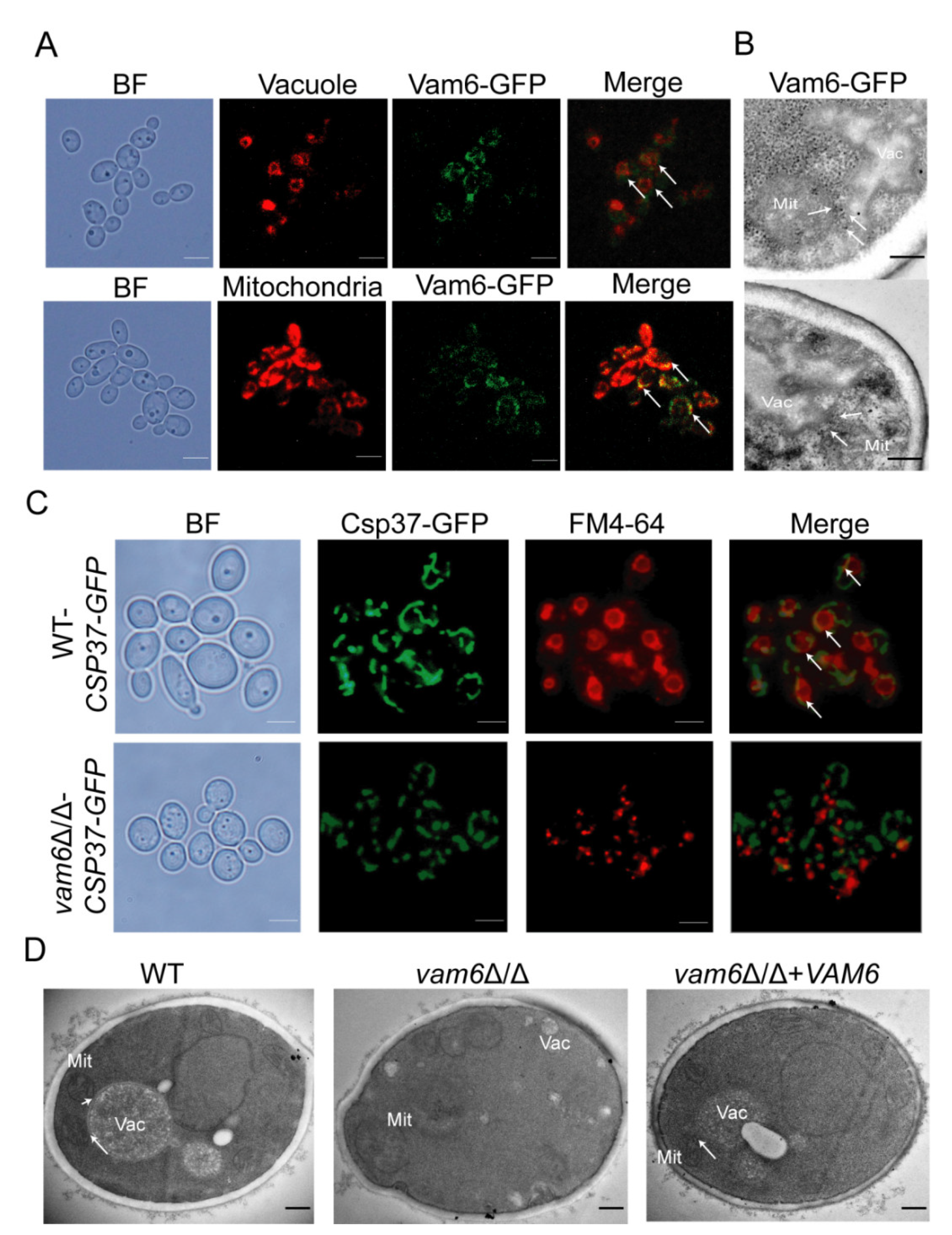 Antioxidants 10 00136 g001