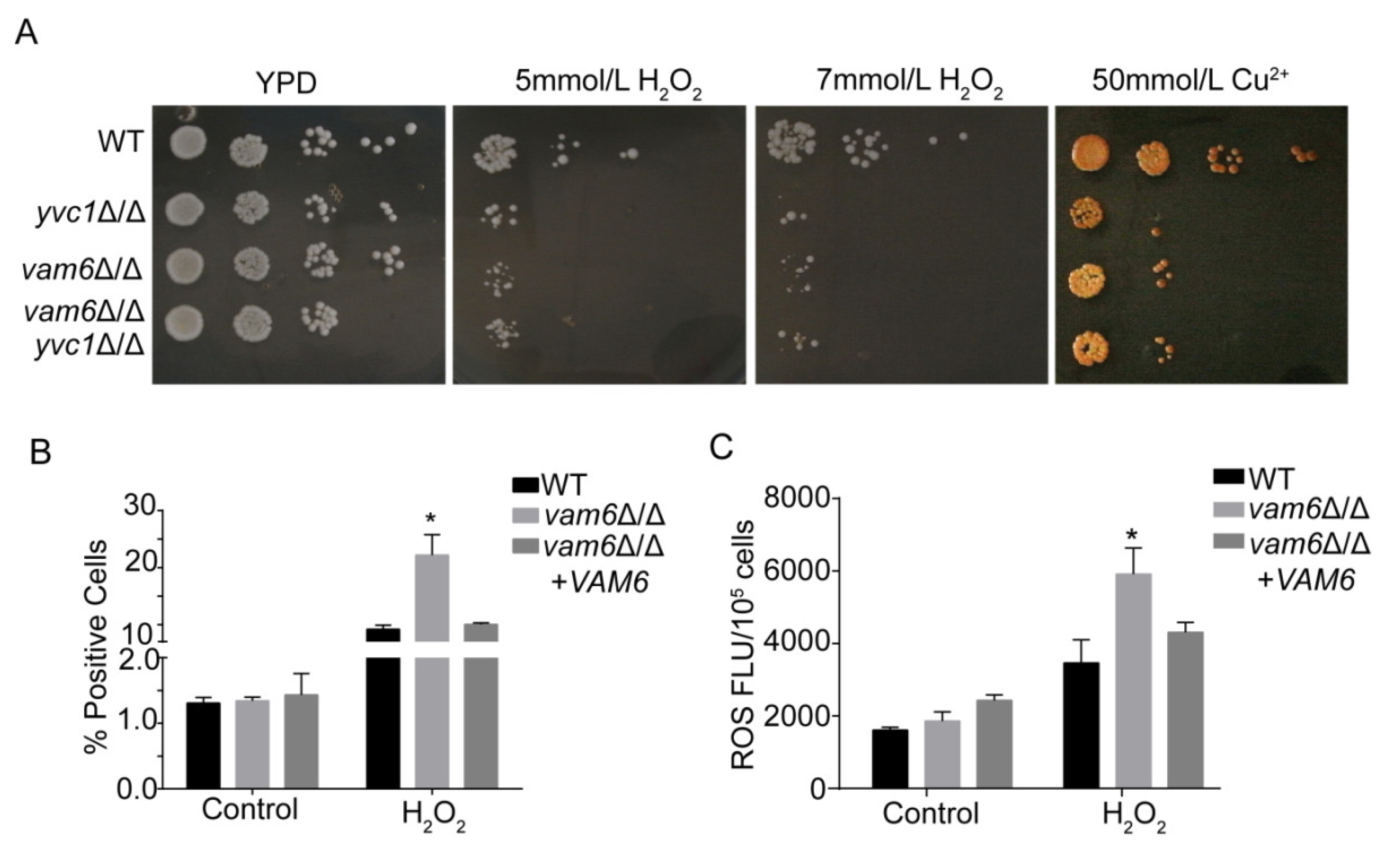 Antioxidants 10 00136 g002