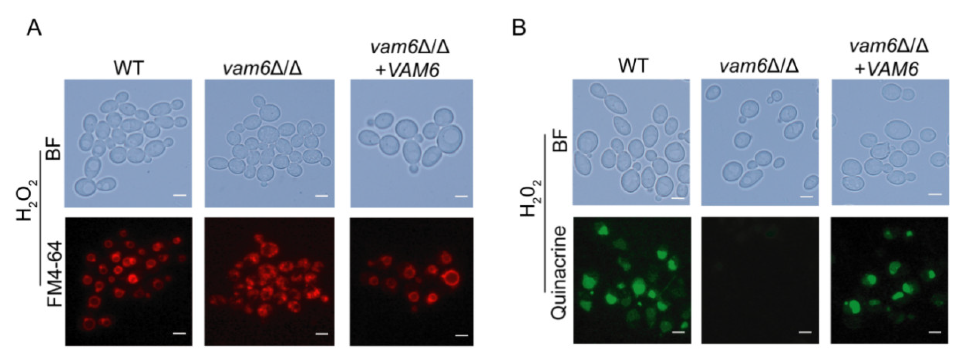 Antioxidants 10 00136 g003