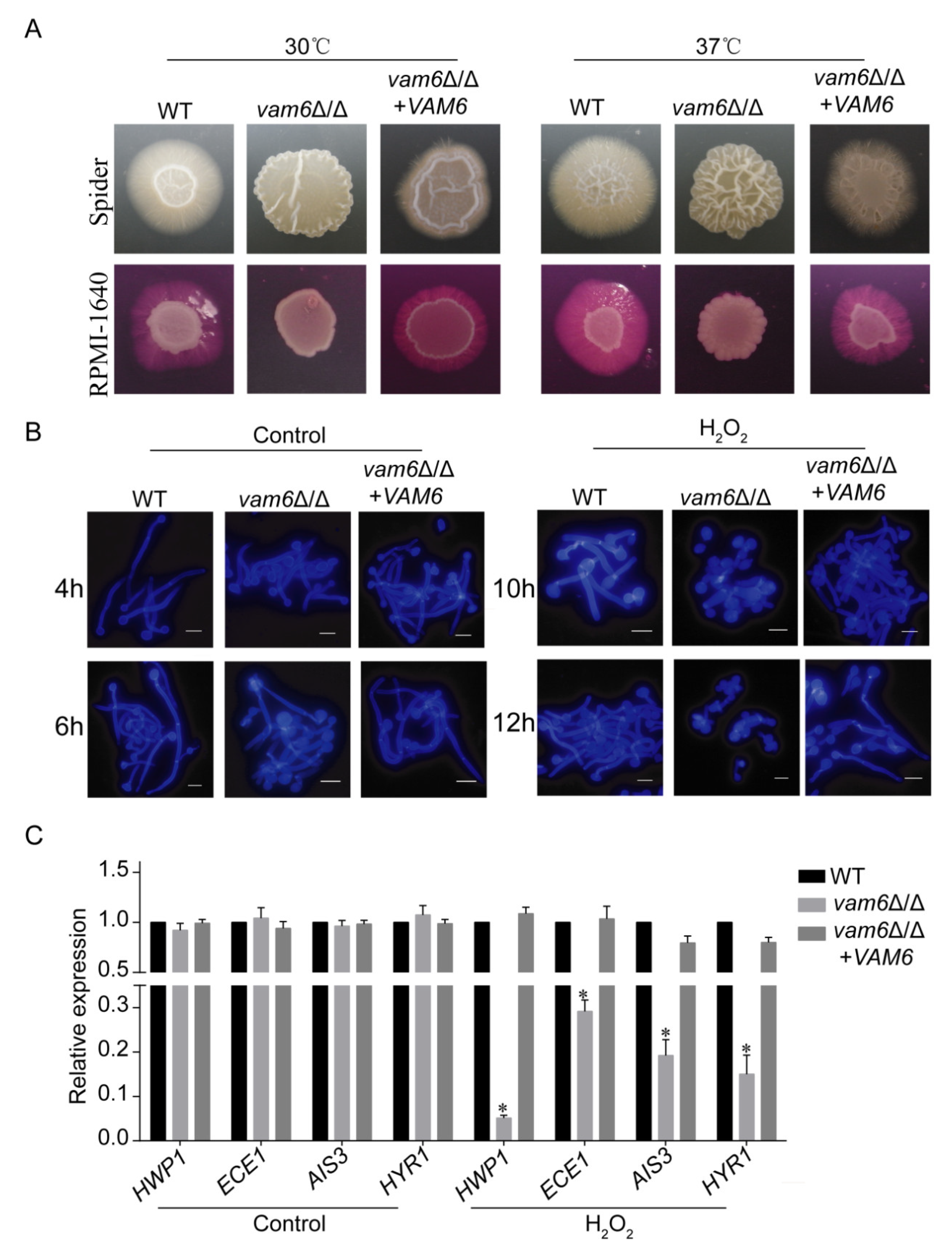 Antioxidants 10 00136 g007