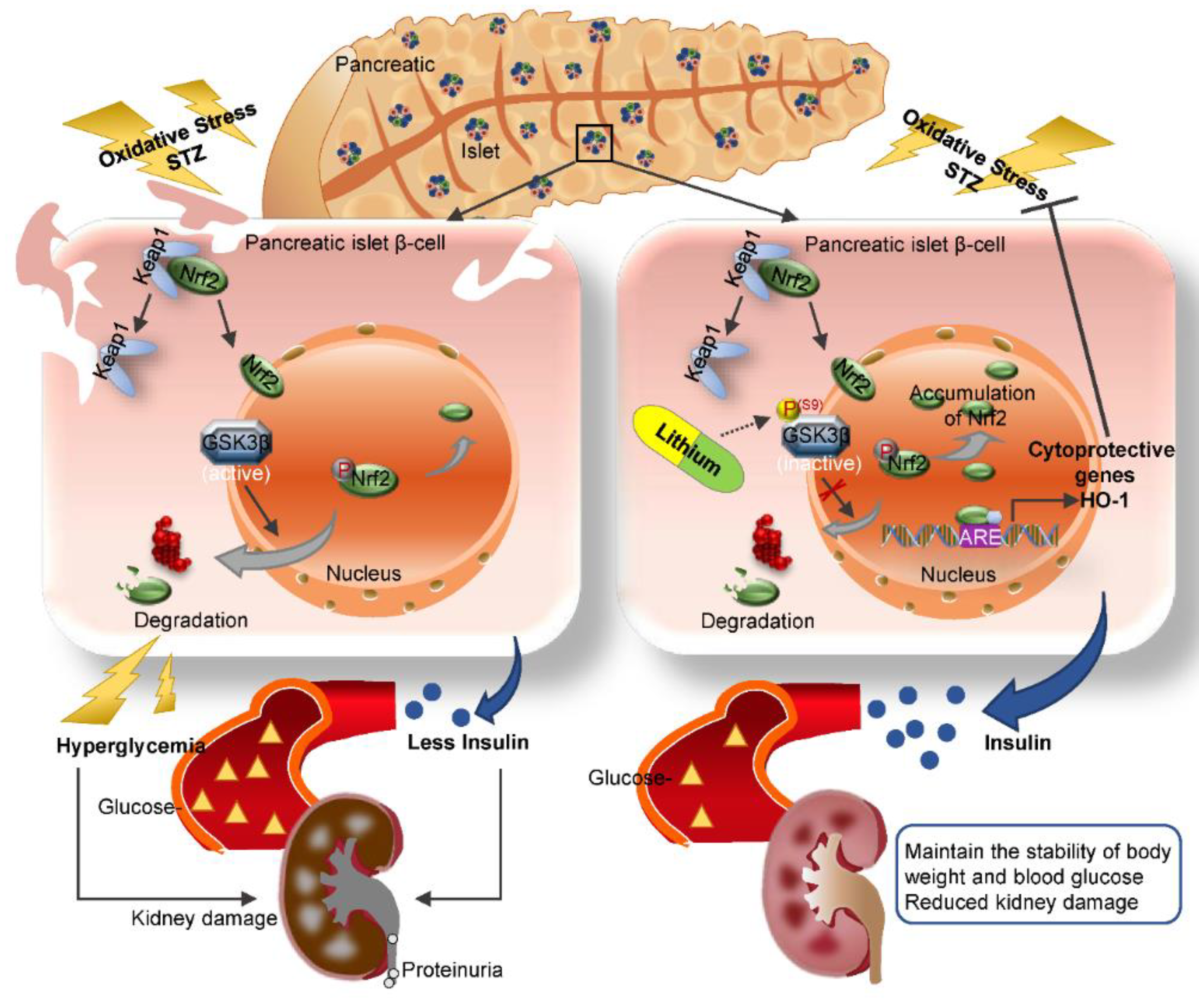 Antioxidants 10 00138 g008 Antioxidants 10 00138 g008