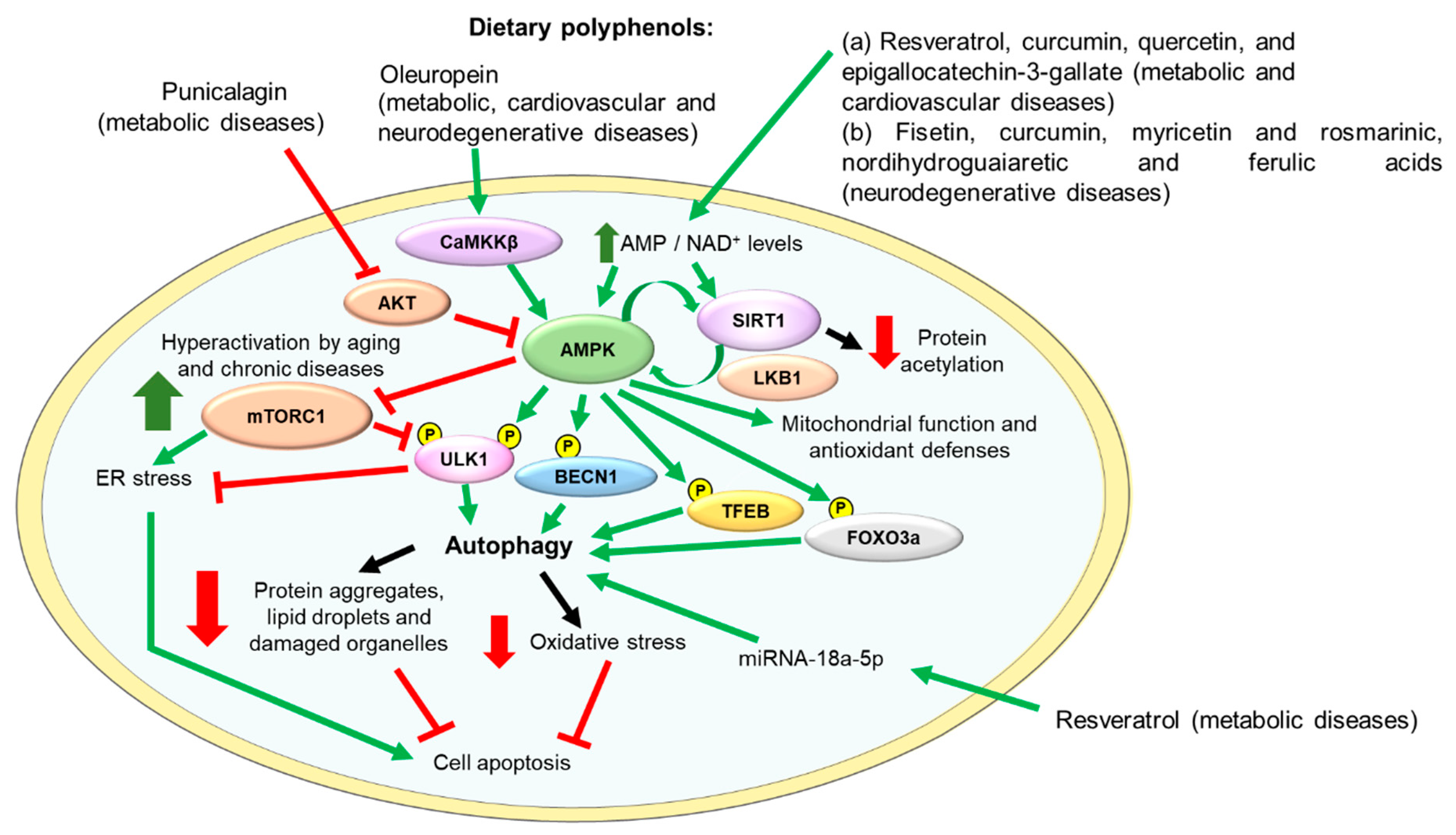 Antioxidants 10 00142 g003