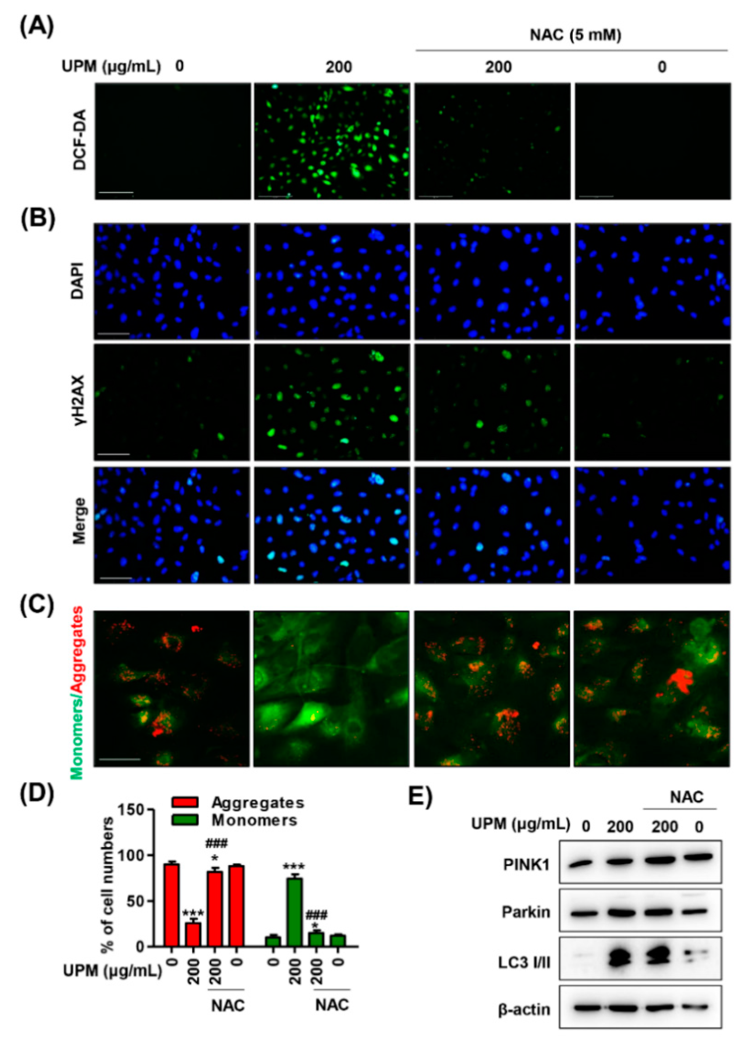 Antioxidants 10 00149 g006