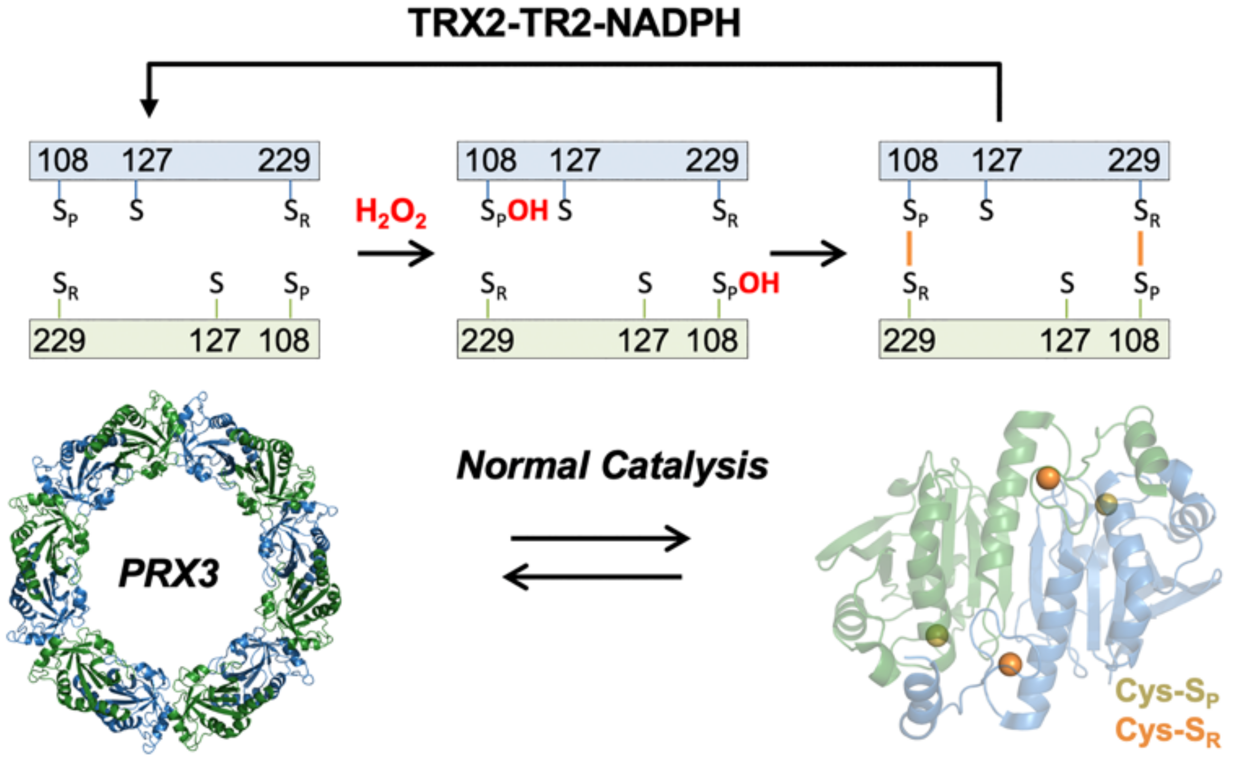 Antioxidants 10 00150 g001