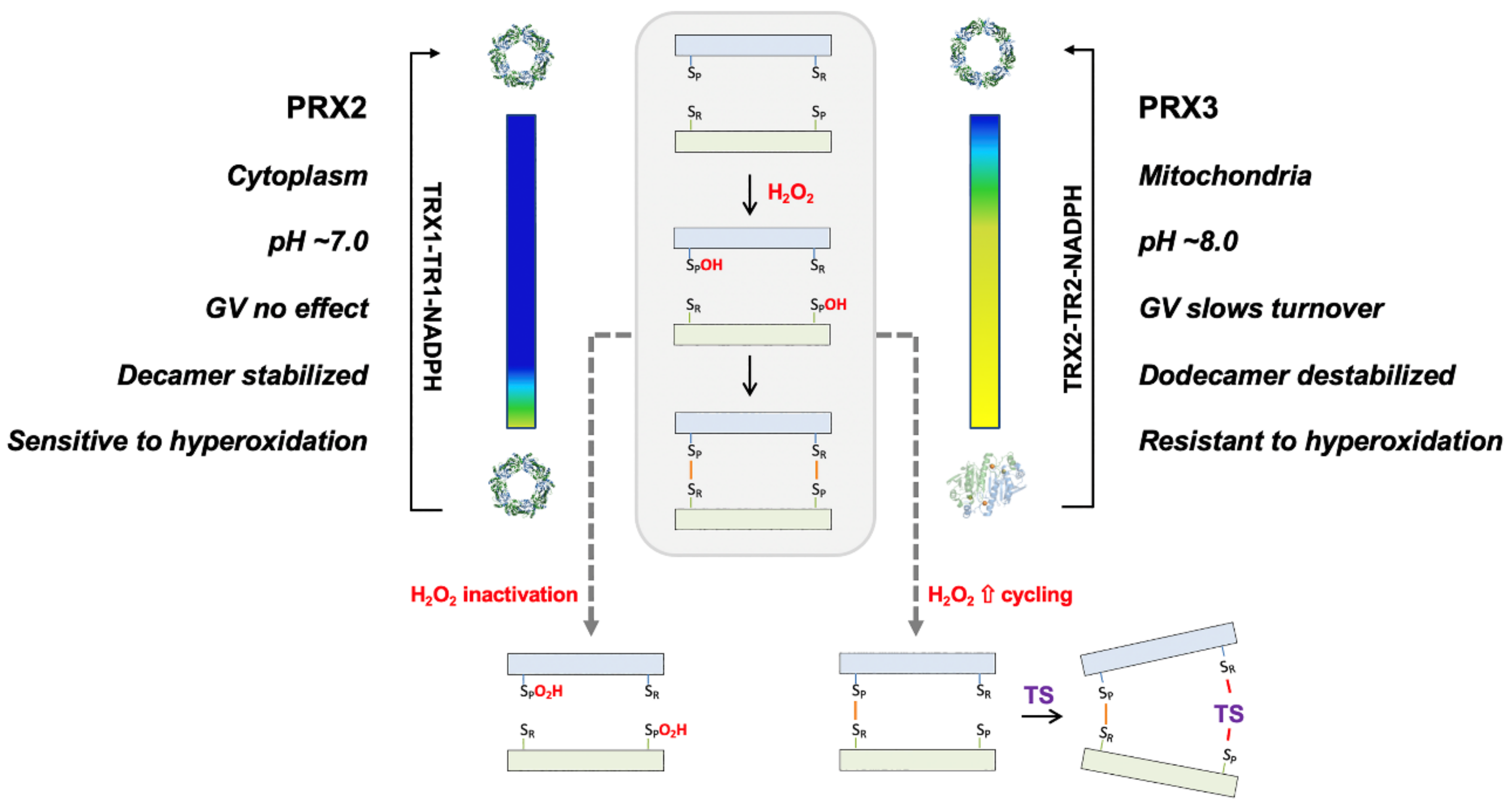Antioxidants 10 00150 g008
