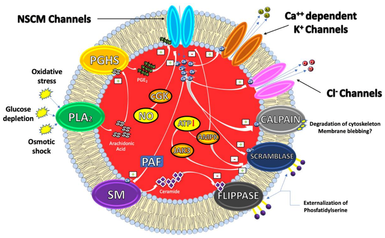 Antioxidants 10 00154 g001