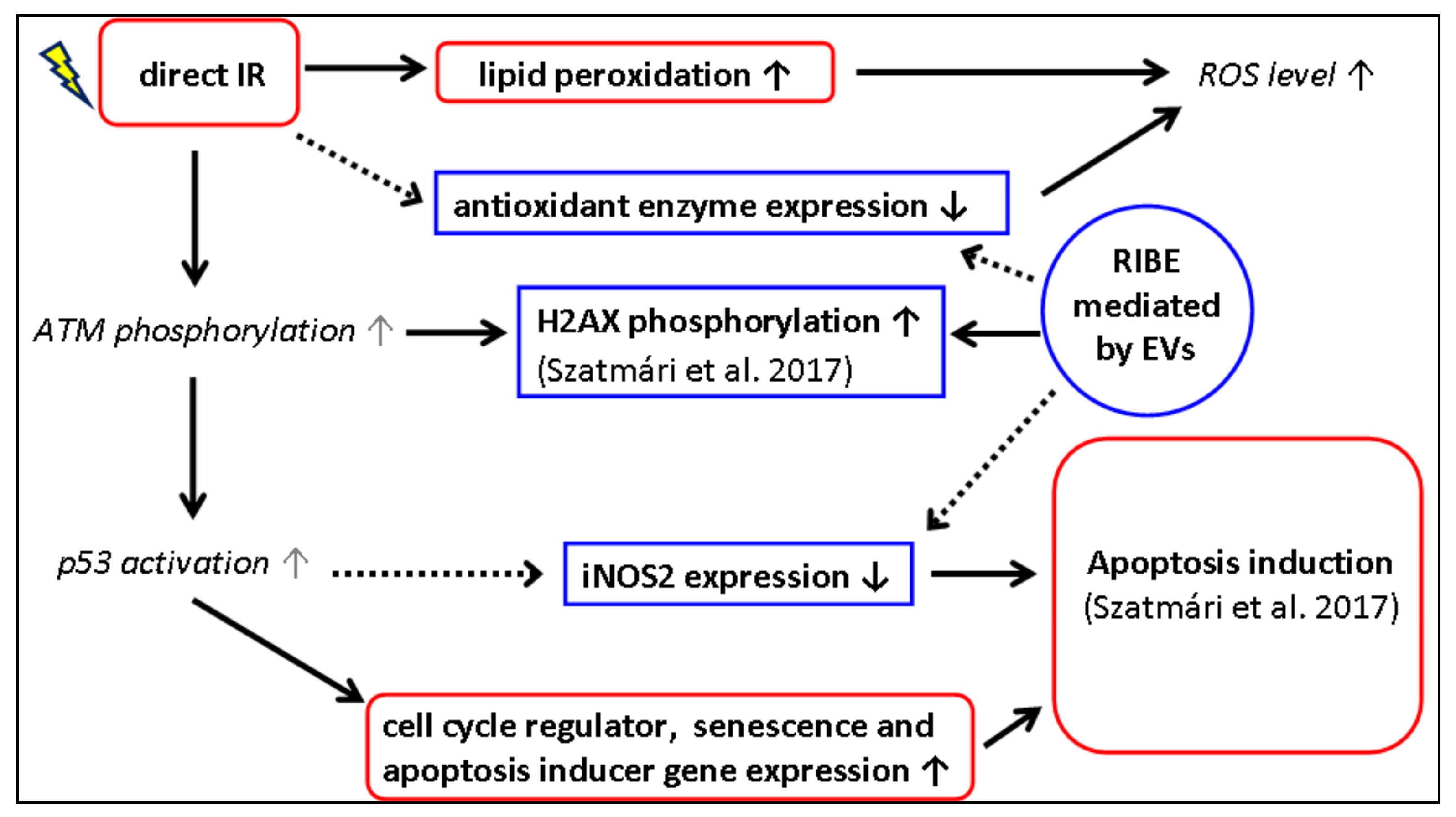 Antioxidants 10 00156 g007