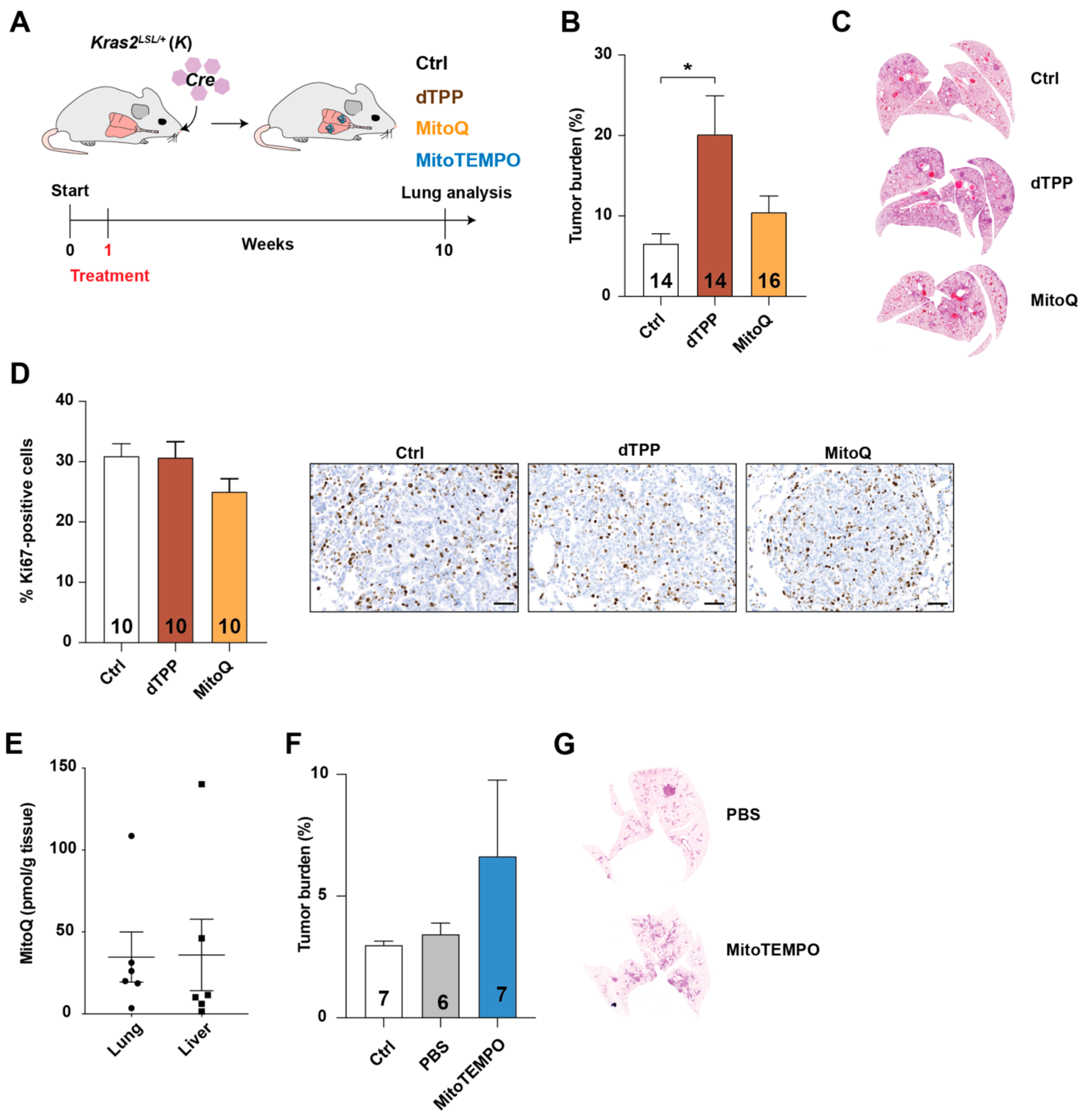 Antioxidants 10 00163 g003