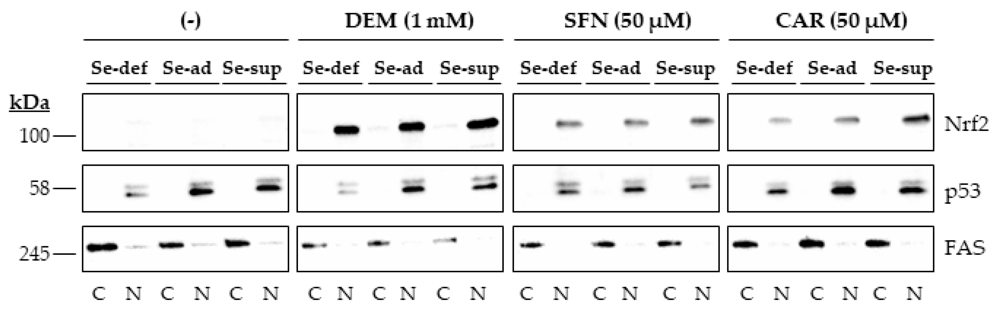 Antioxidants 10 00167 g003