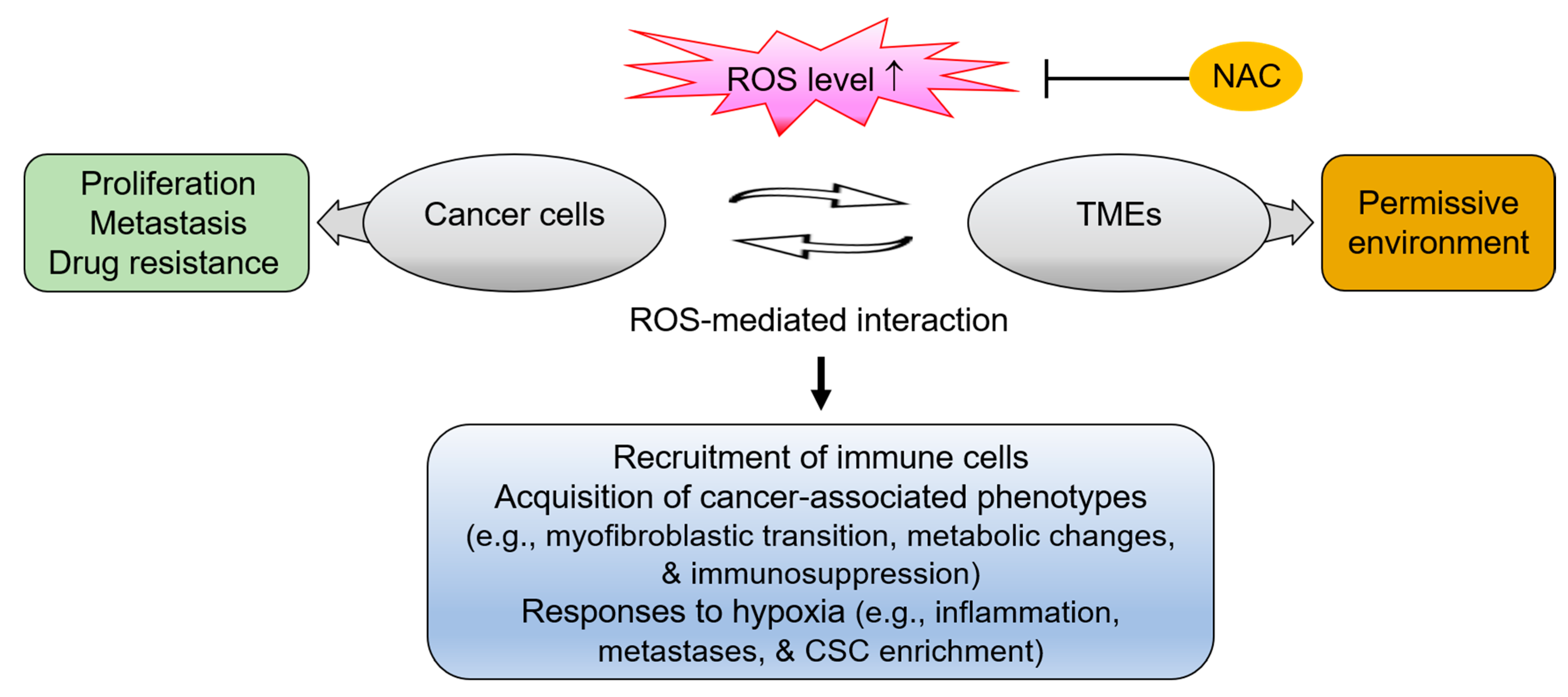 Antioxidants 10 00169 g002 Antioxidants 10 00169 g002