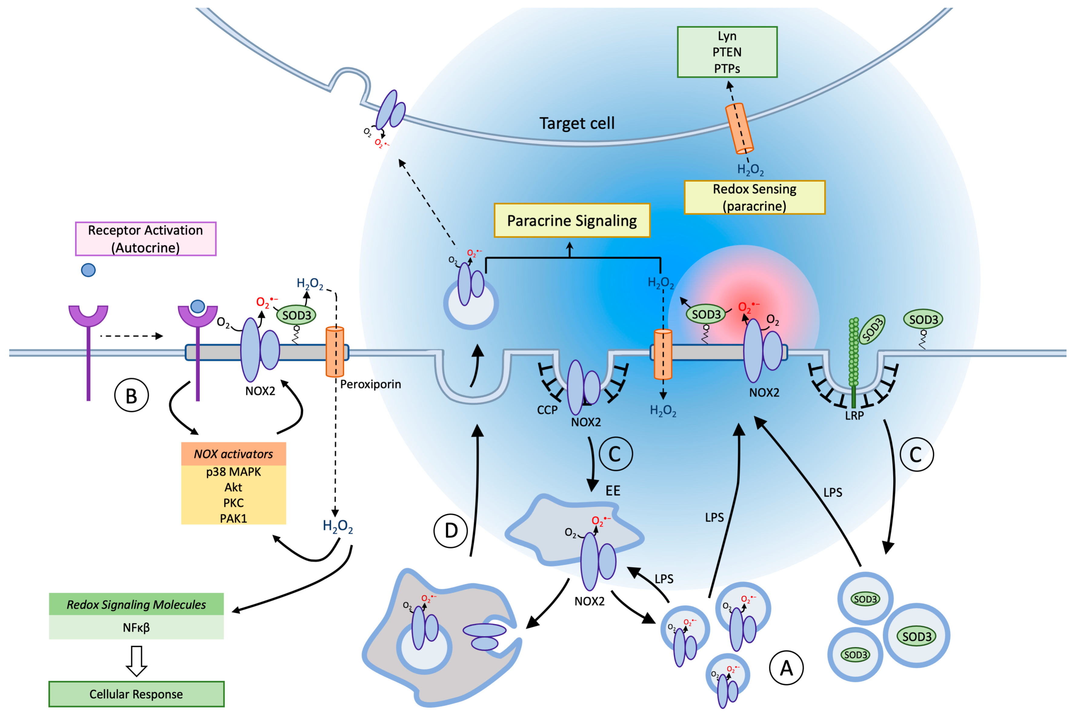 Antioxidants 10 00172 g002