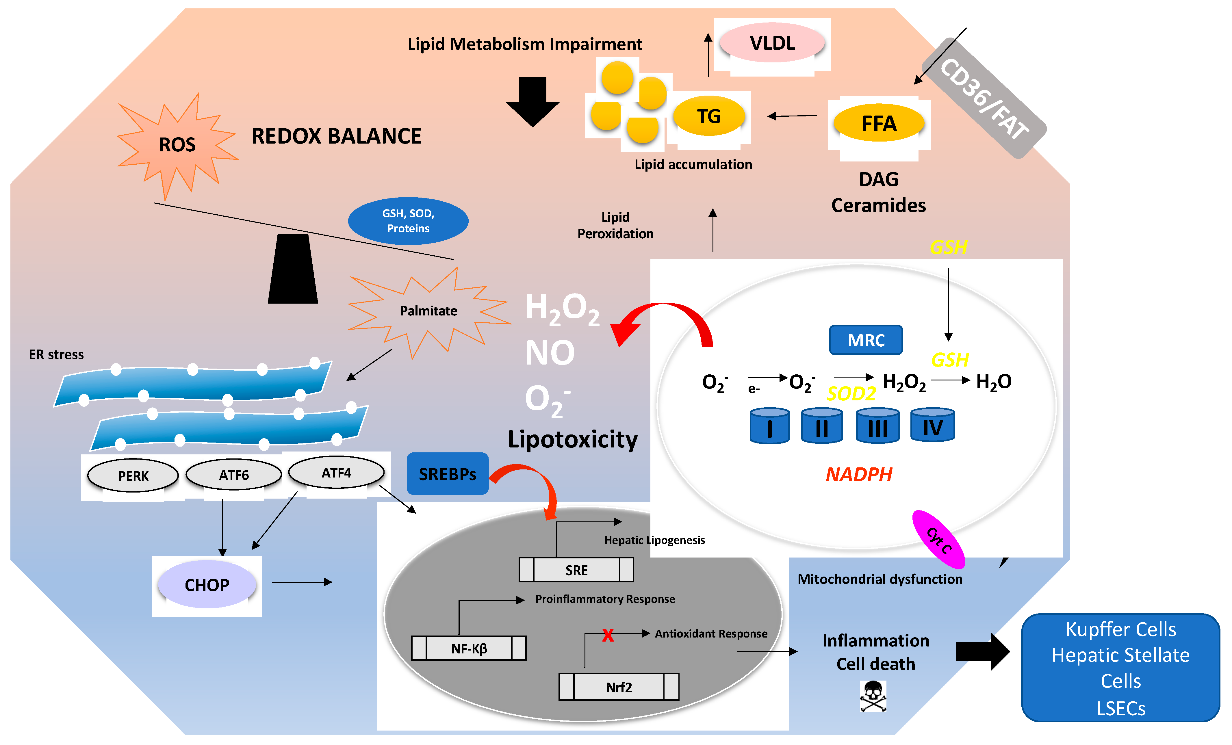 Antioxidants 10 00174 g001 Antioxidants 10 00174 g001