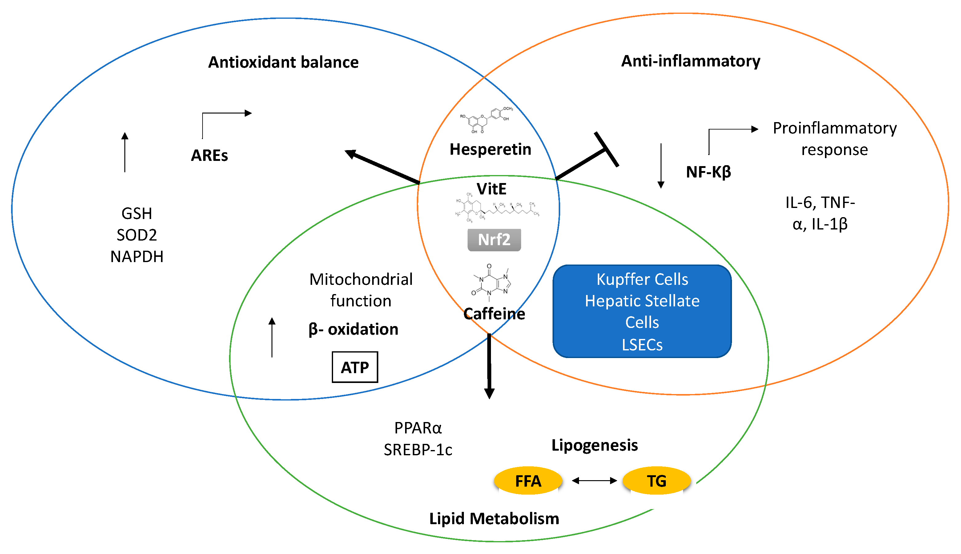 Antioxidants 10 00174 g002 Antioxidants 10 00174 g002