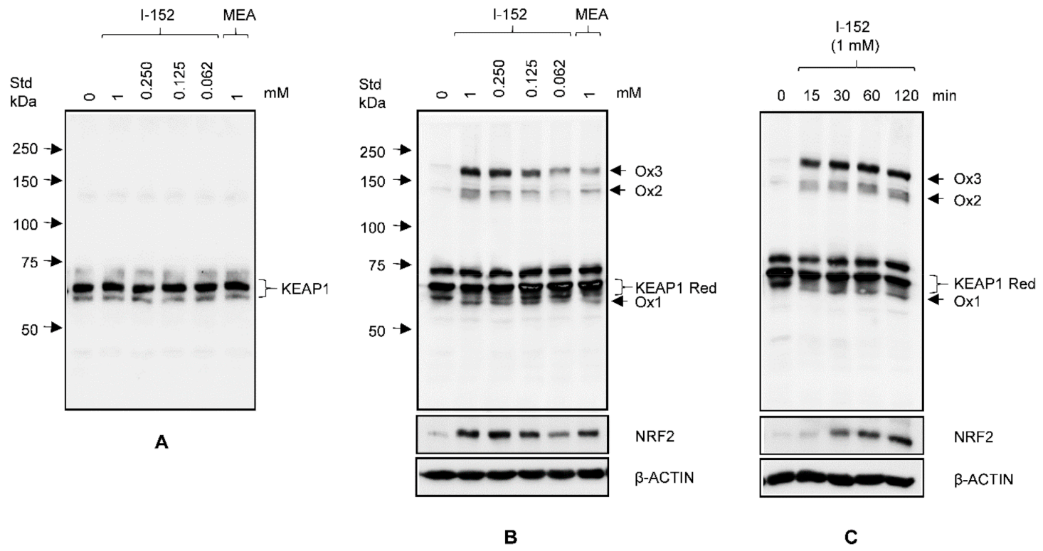 Antioxidants 10 00175 g004