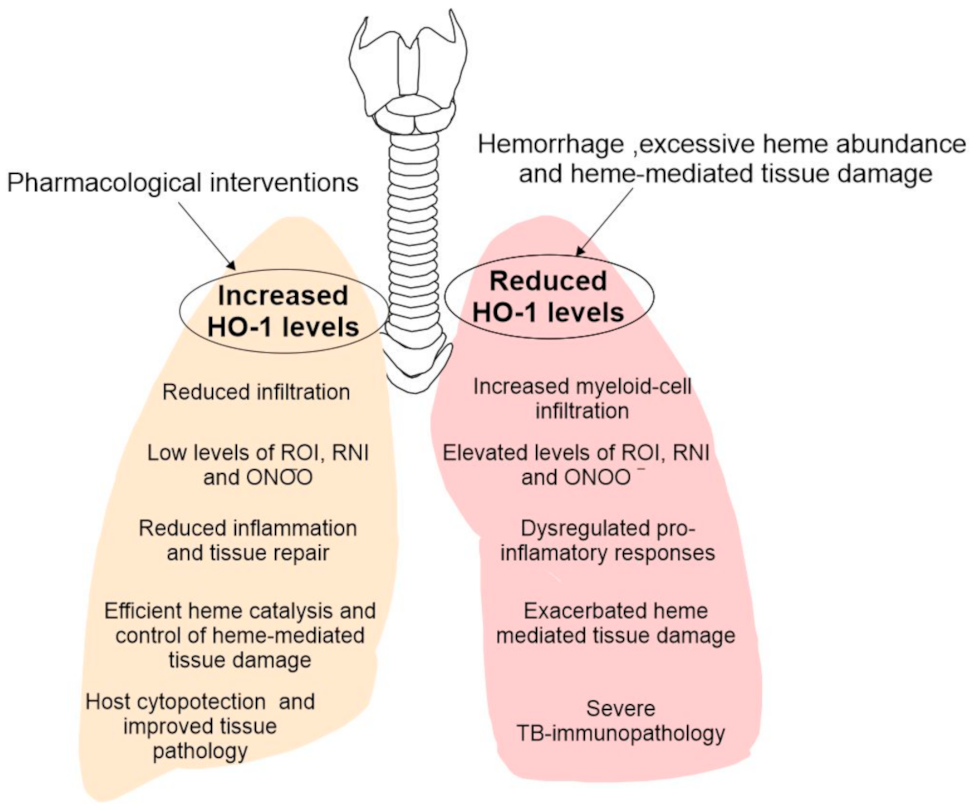 Antioxidants 10 00177 g003